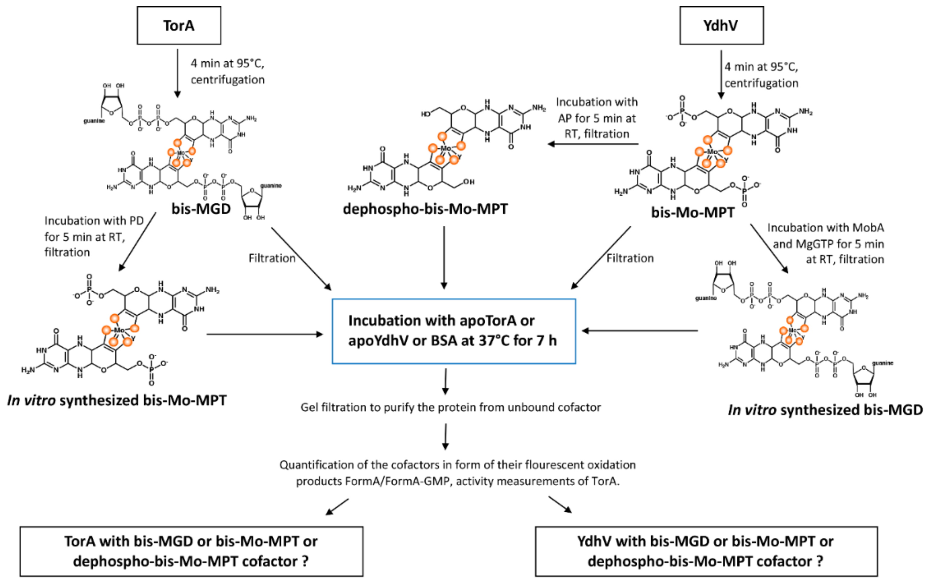 Molecules 27 02993 sch001 Molecules 27 02993 sch001
