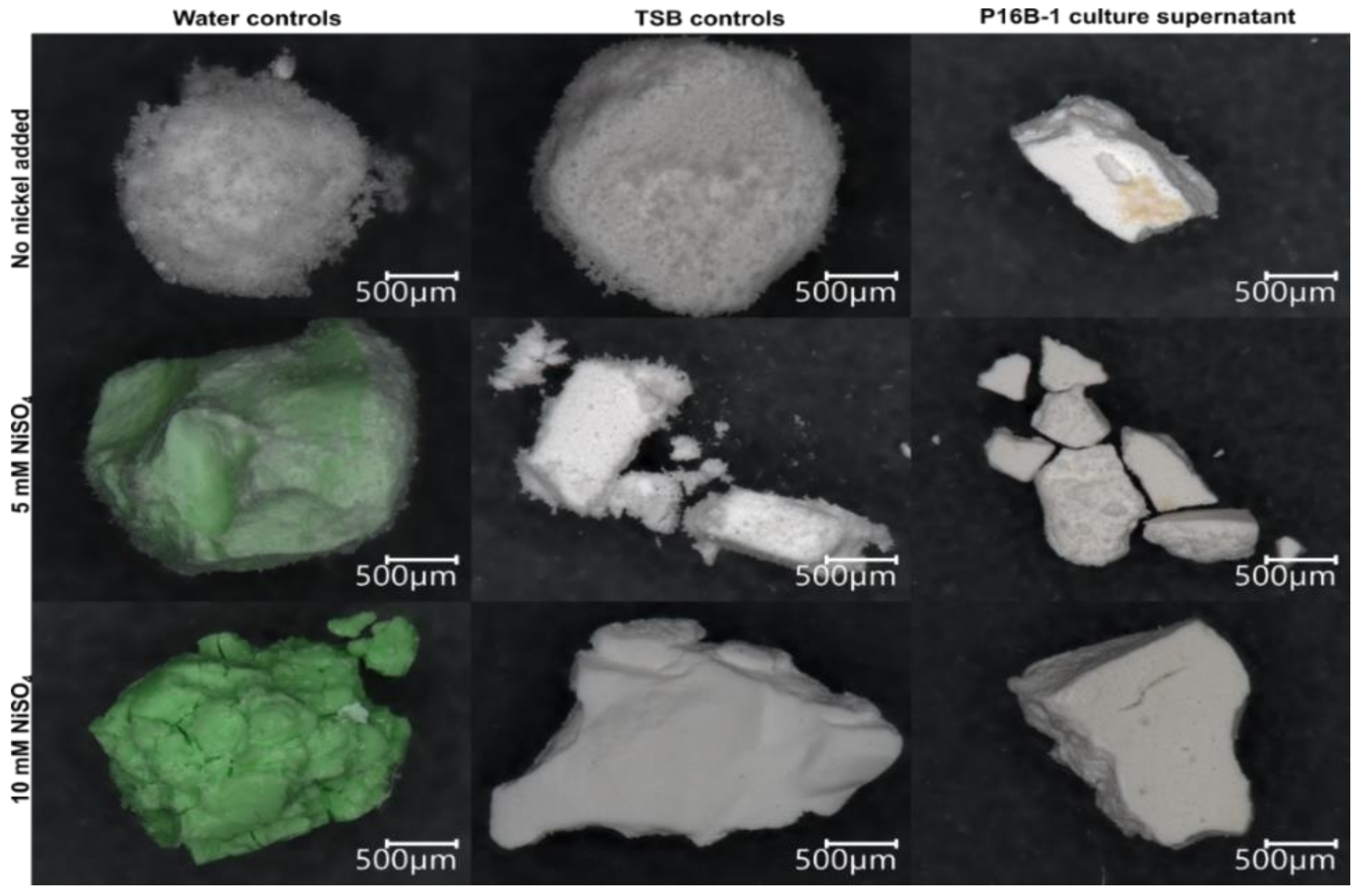 Molecules 27 03061 g005
