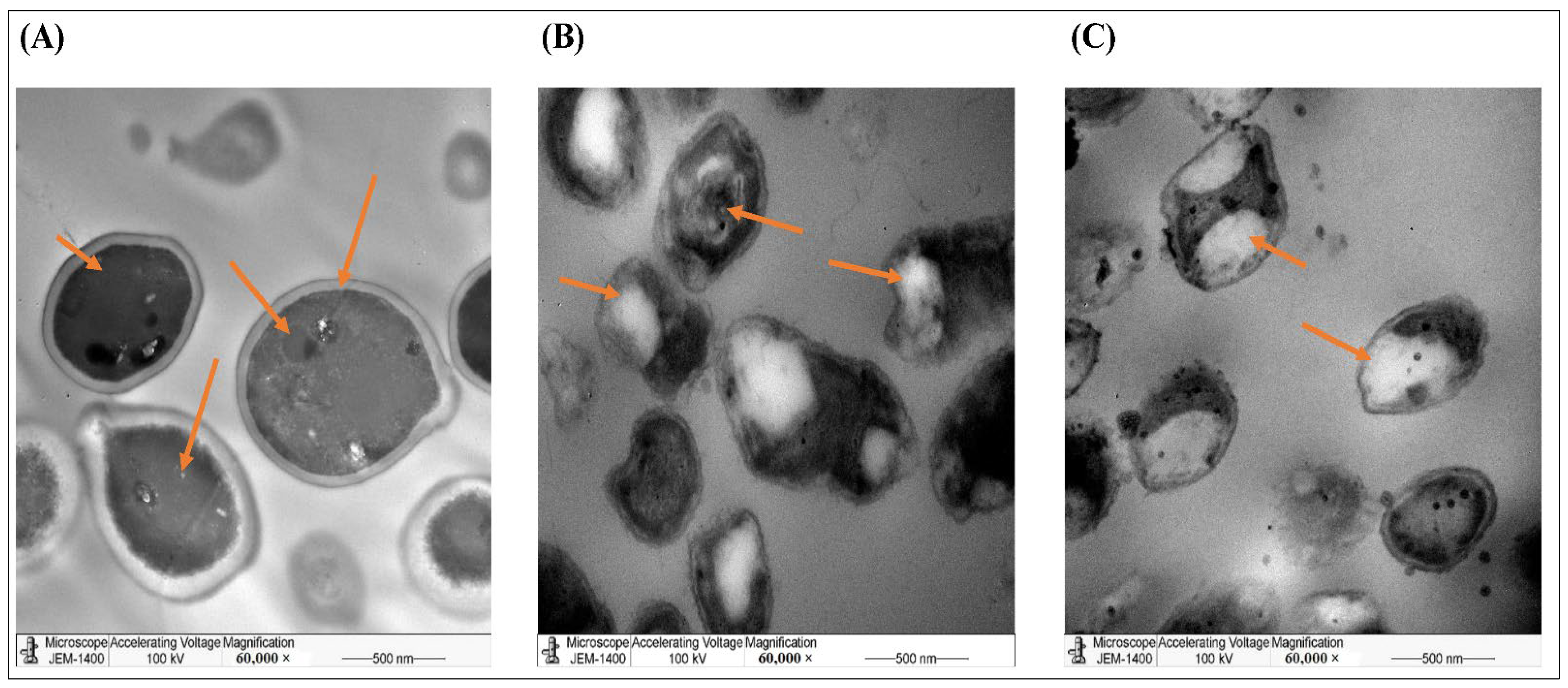 Molecules 27 03113 g005