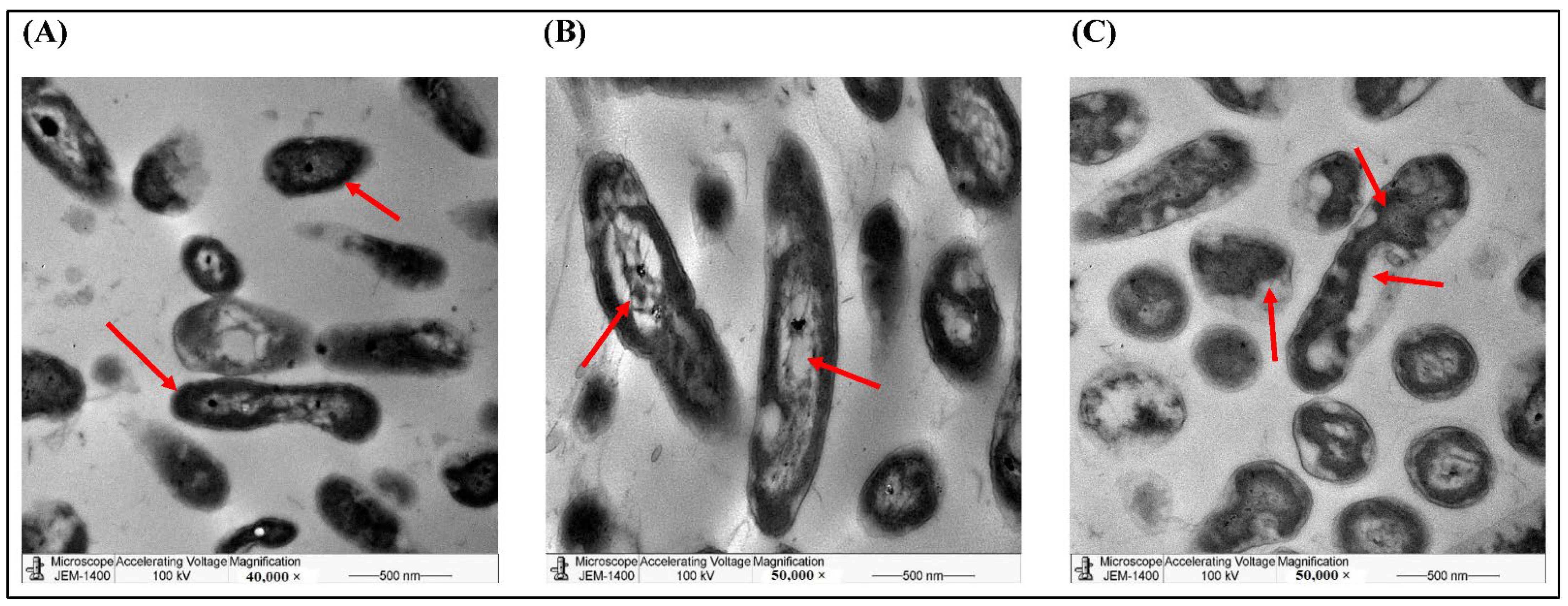 Molecules 27 03113 g007