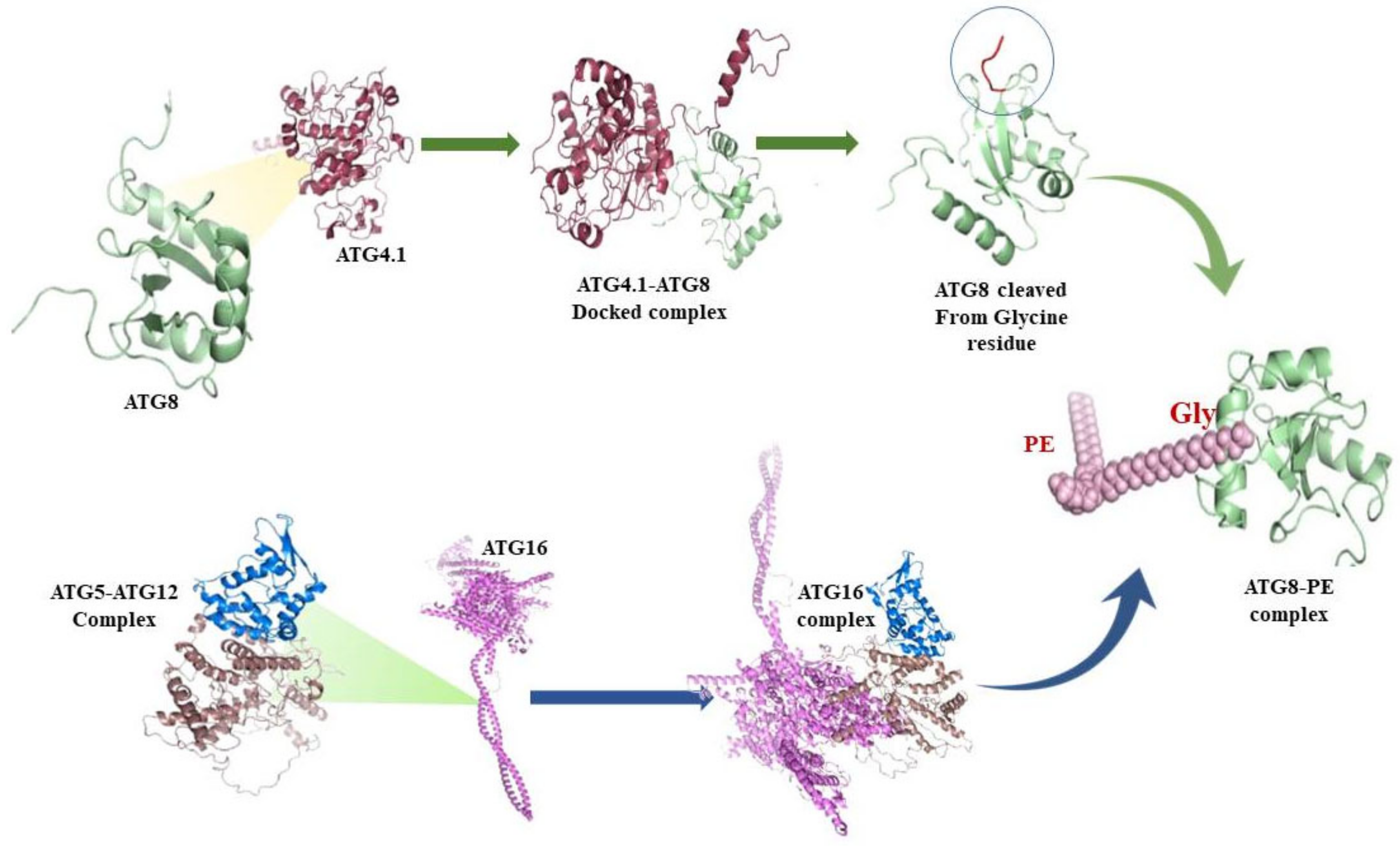 Molecules 27 03142 g006