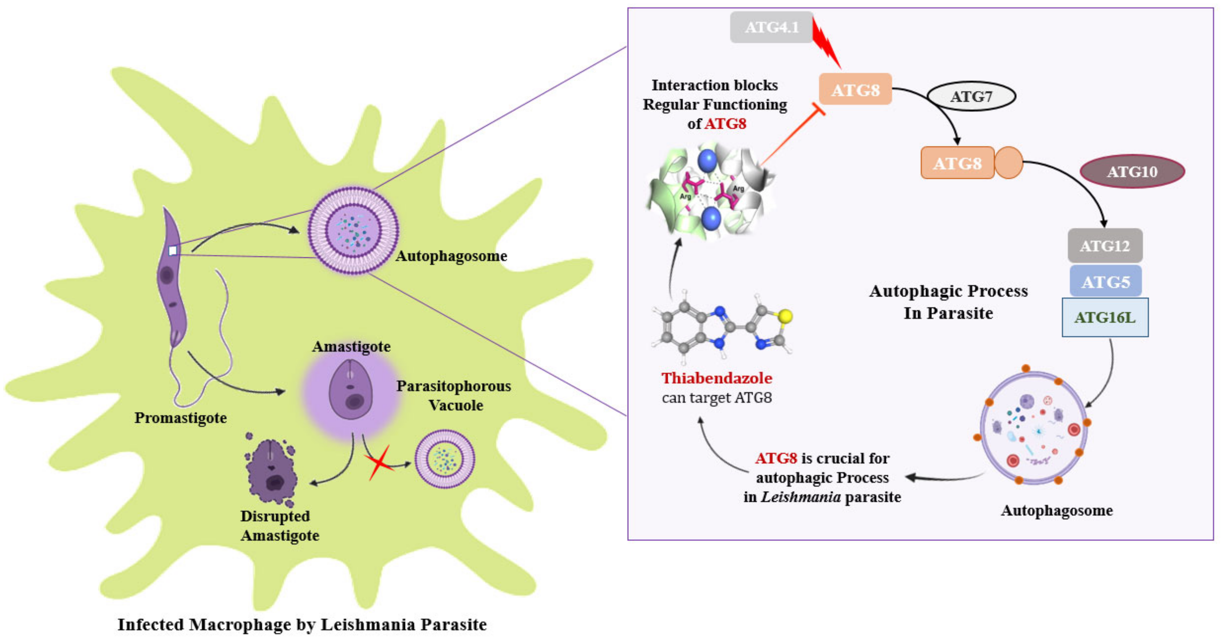 Molecules 27 03142 g010