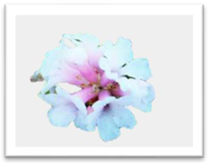 Molecules 27 03301 i012 Molecules 27 03301 i012