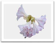 Molecules 27 03301 i019 Molecules 27 03301 i019