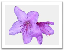 Molecules 27 03301 i021 Molecules 27 03301 i021