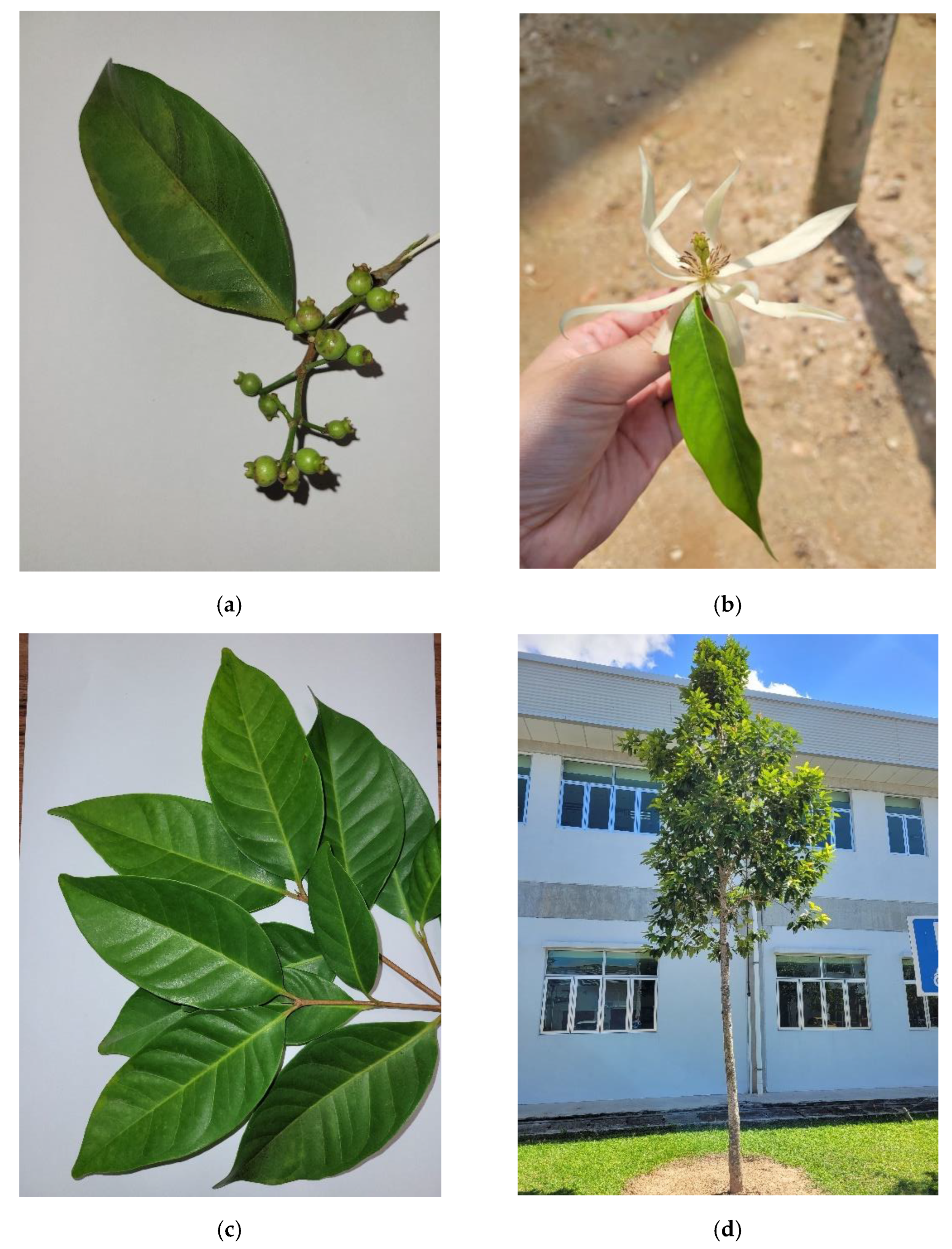 Molecules 27 03450 g001
