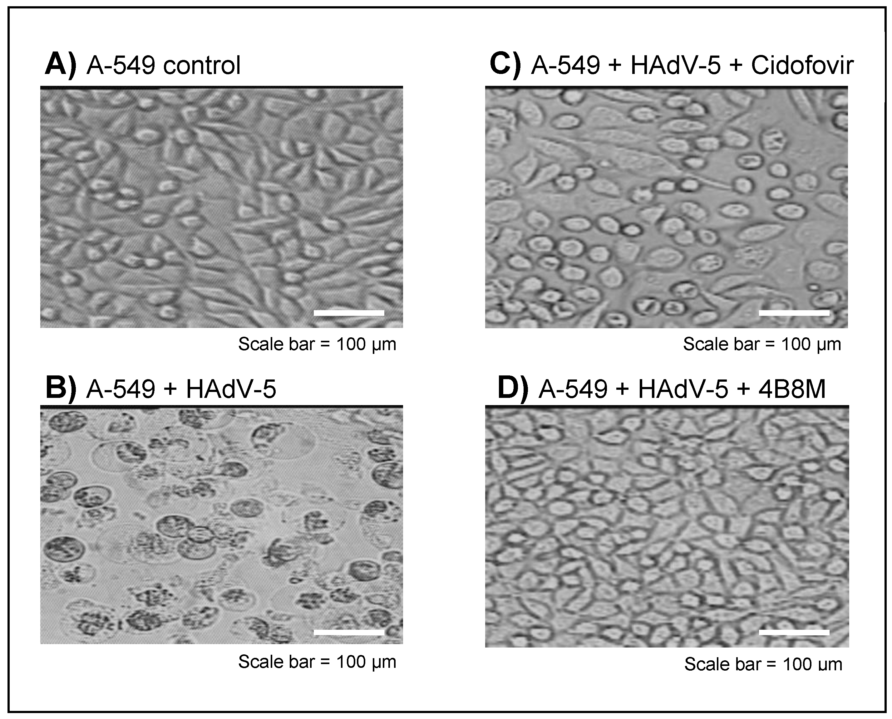 Molecules 27 03552 g005