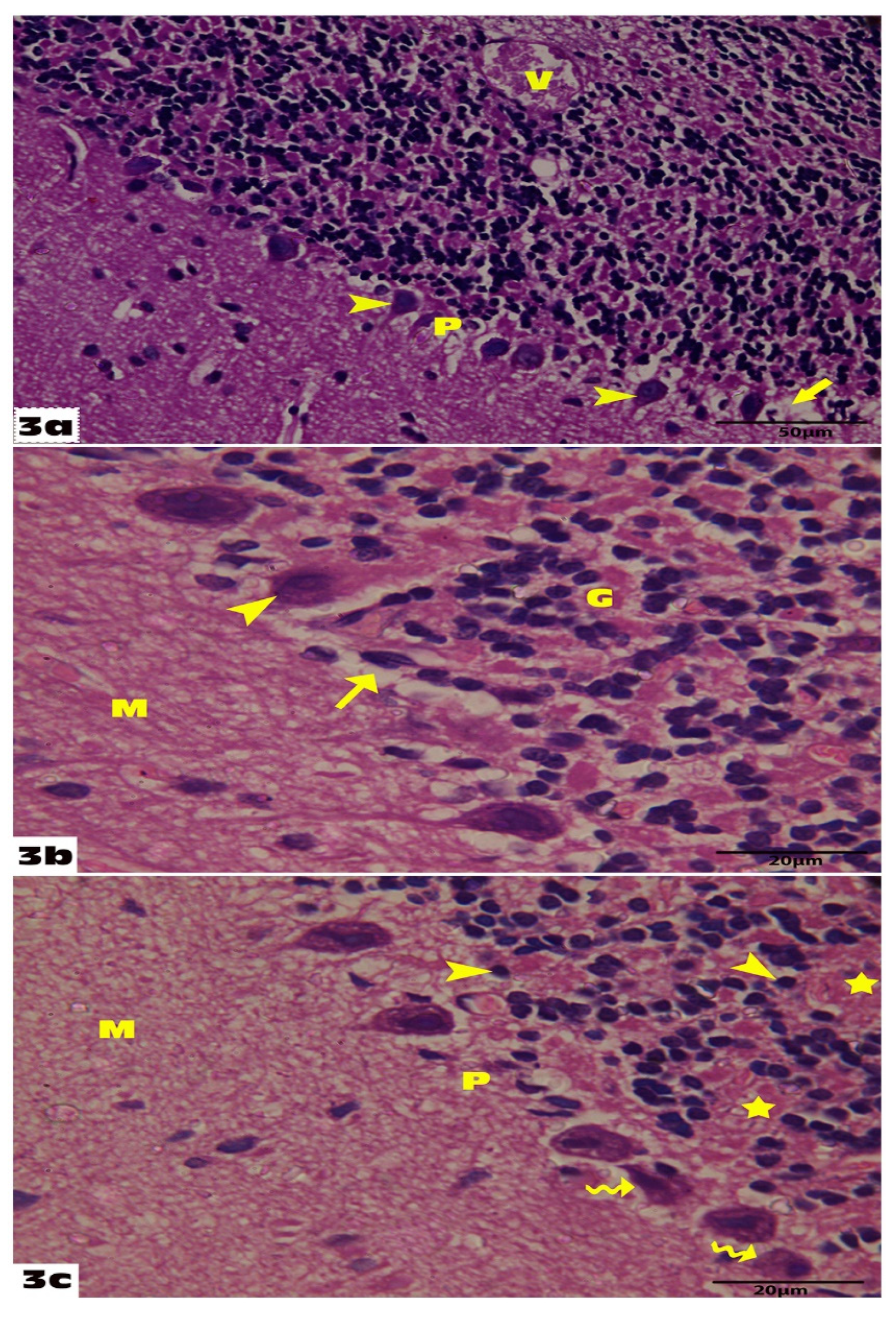 Molecules 27 03659 g003