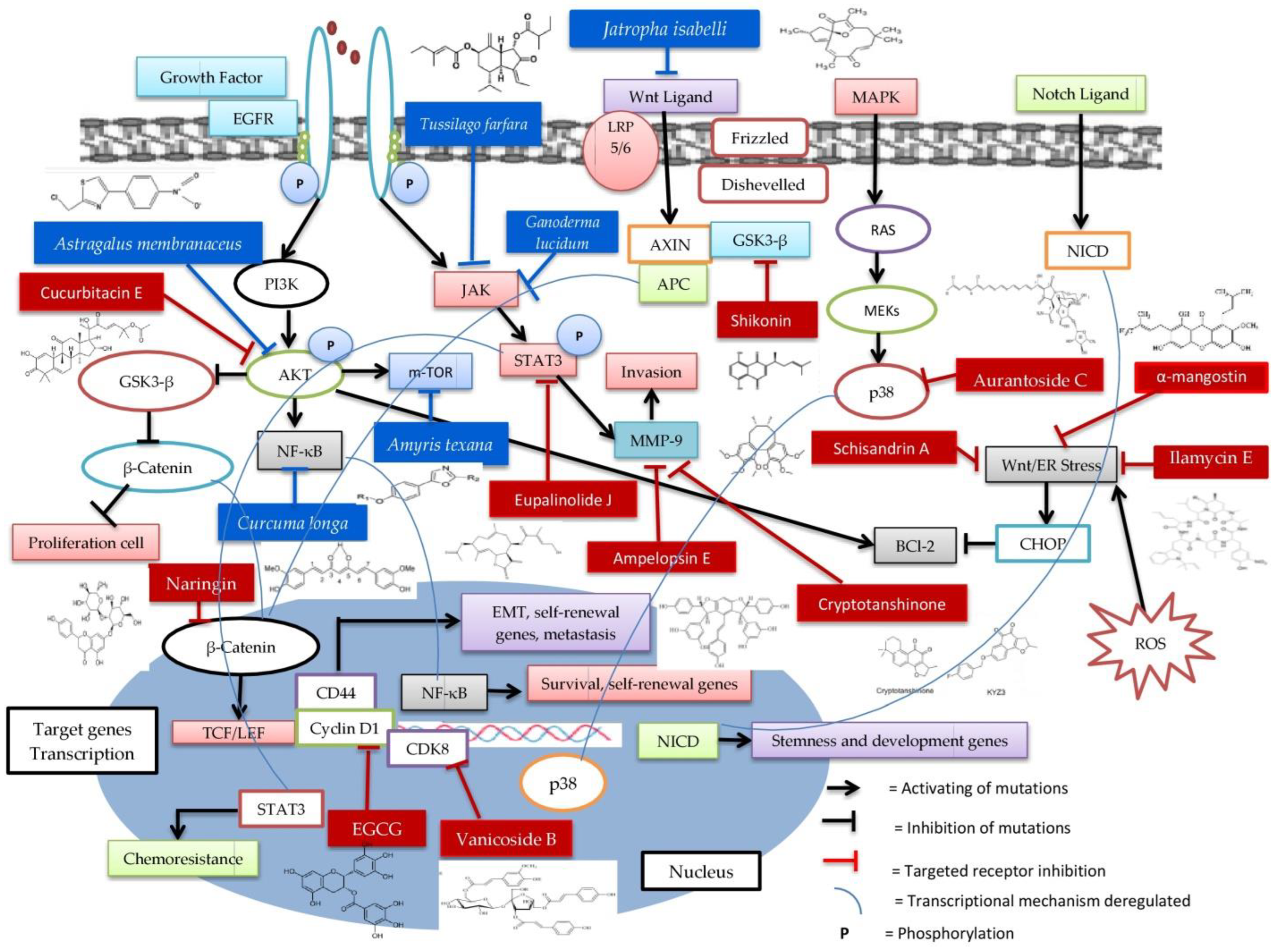 Signaling Pathways and Natural Compounds in Triple-Negative Breast ...