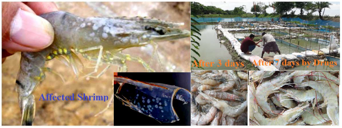 Molecules 27 03694 g007