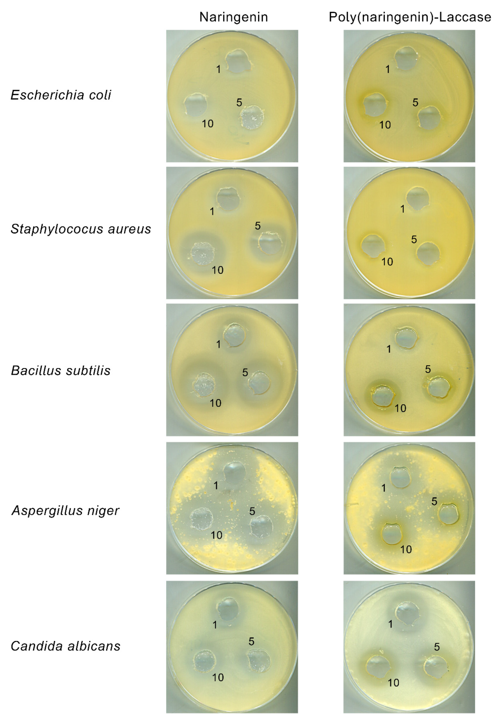 Molecules 27 03702 g008