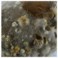 Molecules 27 03708 i004