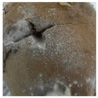 Molecules 27 03708 i005