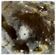 Molecules 27 03708 i007