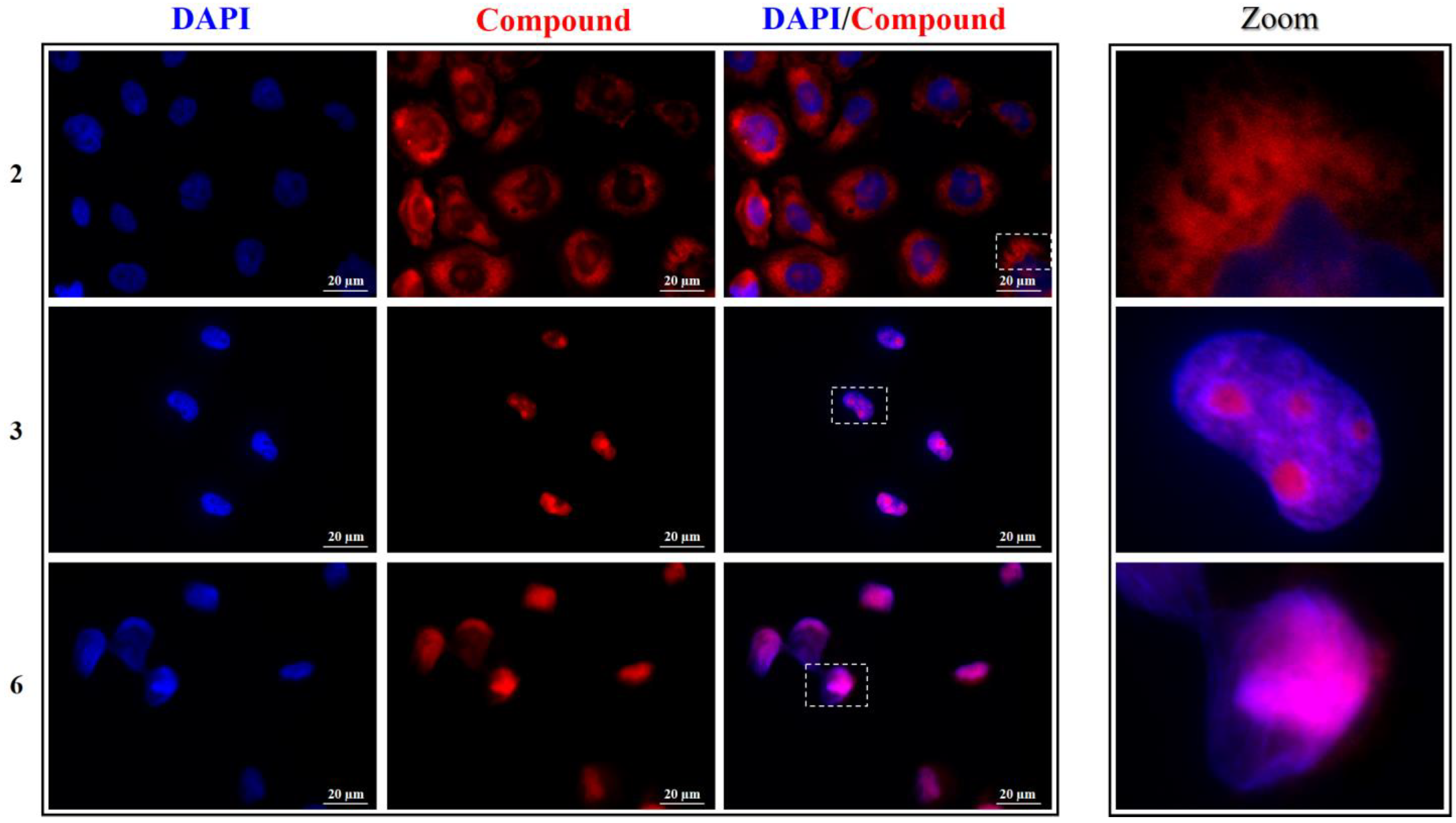 Molecules 27 03713 g006