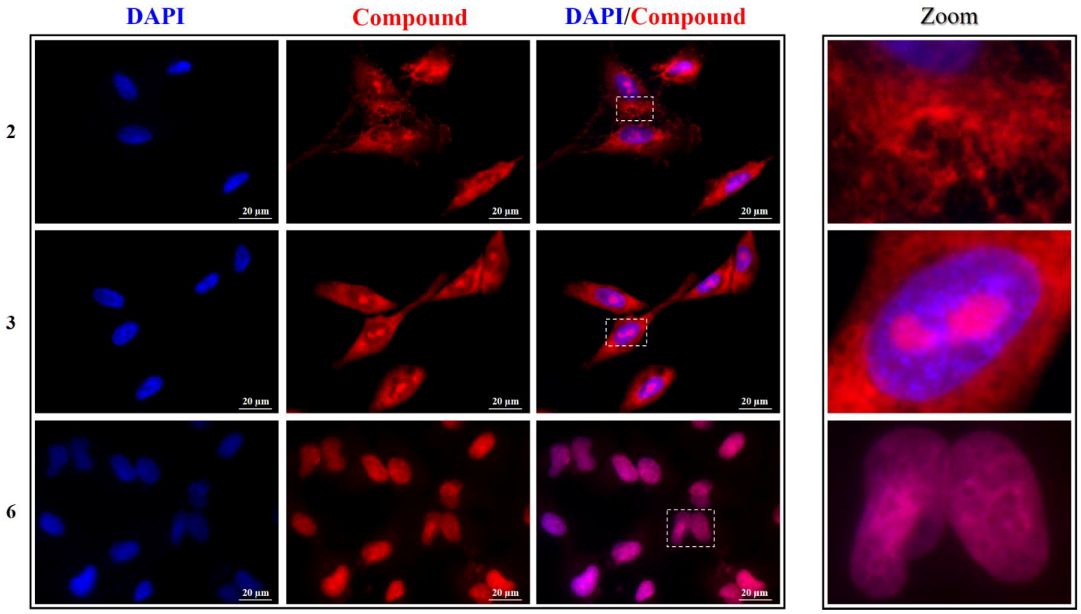 Molecules 27 03713 g007