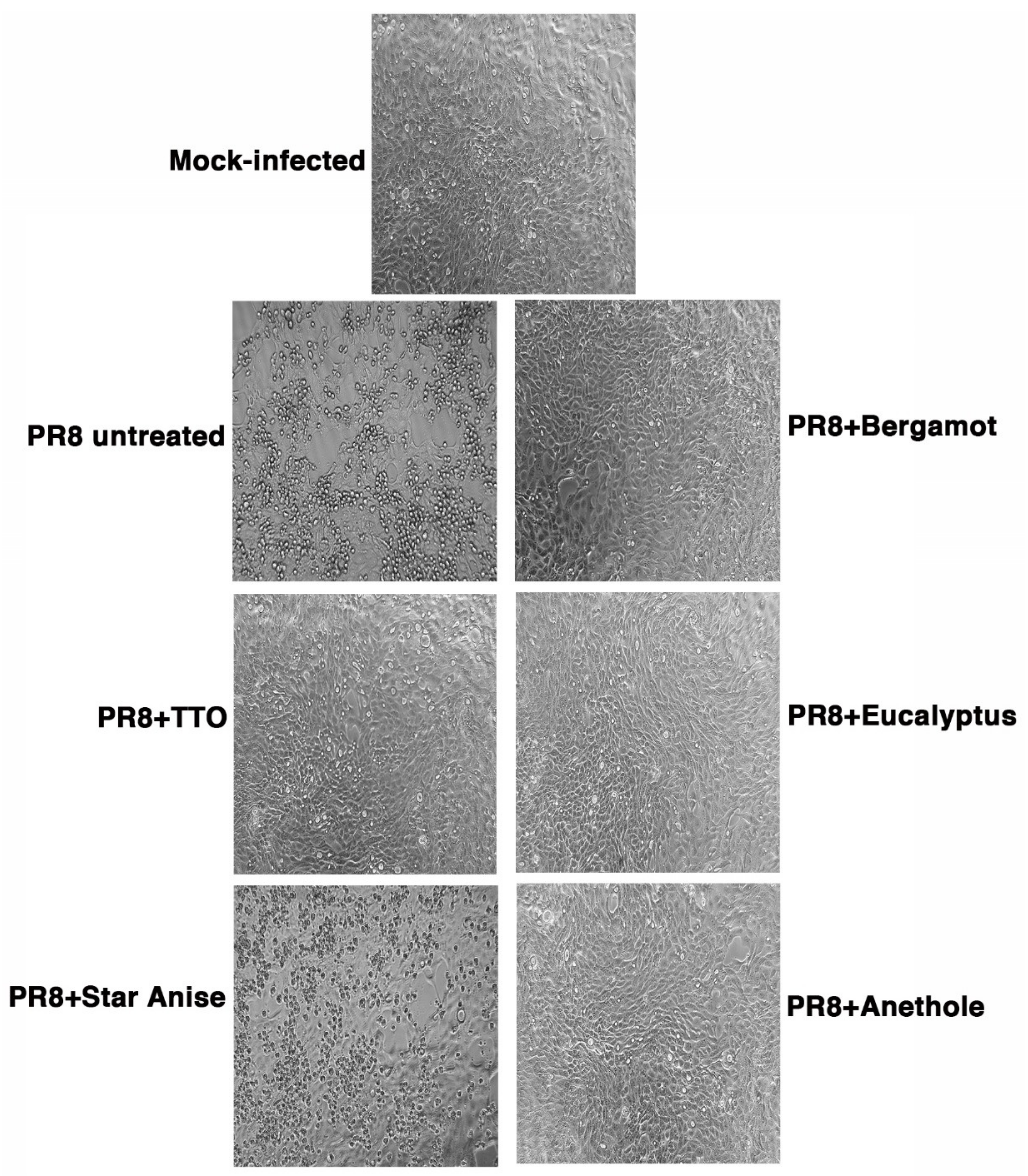 Molecules 27 03718 g001 Molecules 27 03718 g001