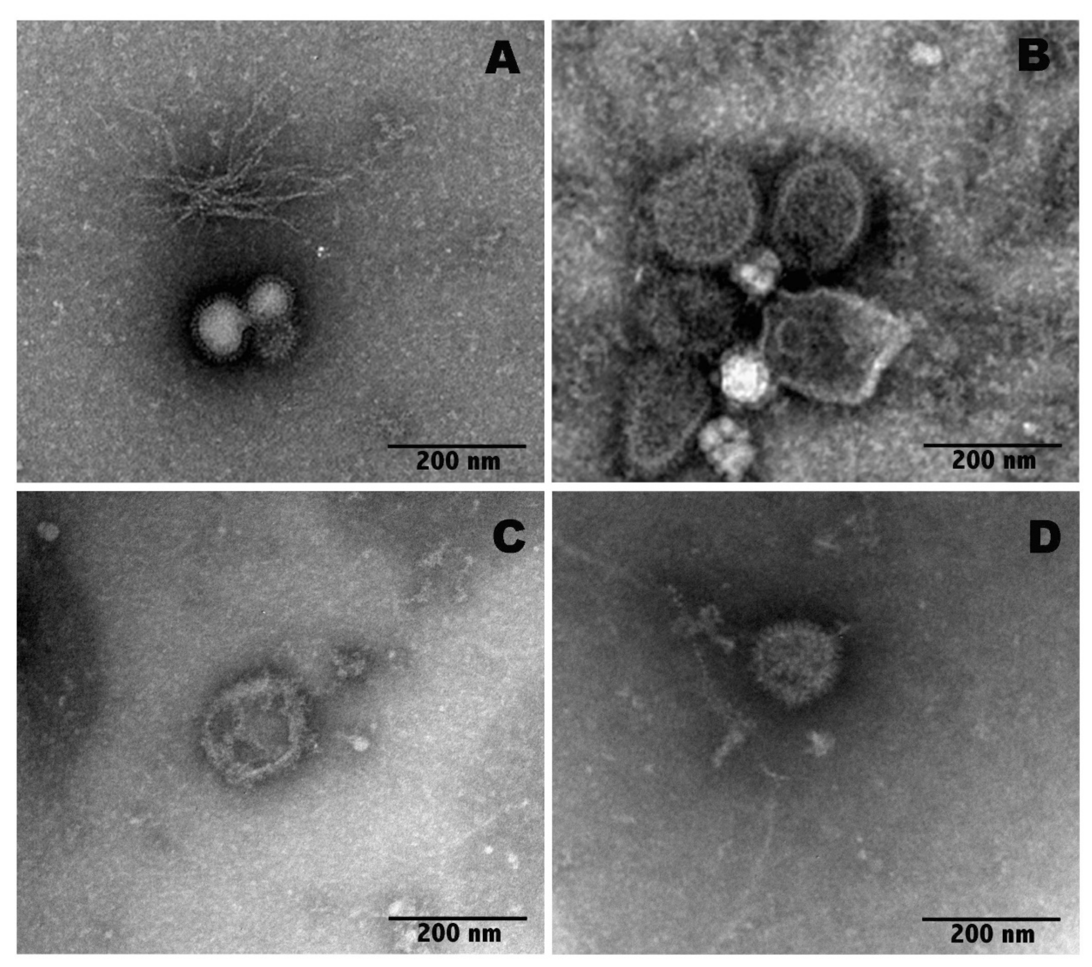 Molecules 27 03718 g004 Molecules 27 03718 g004