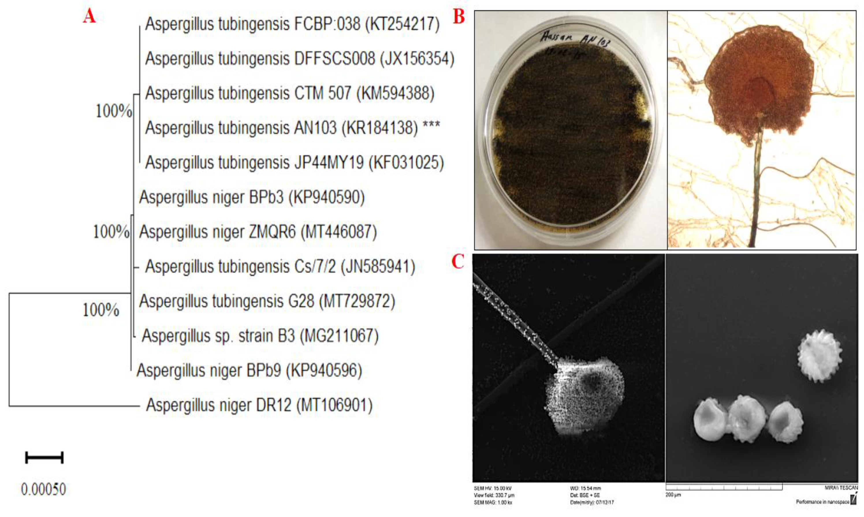 Molecules 27 03762 g001