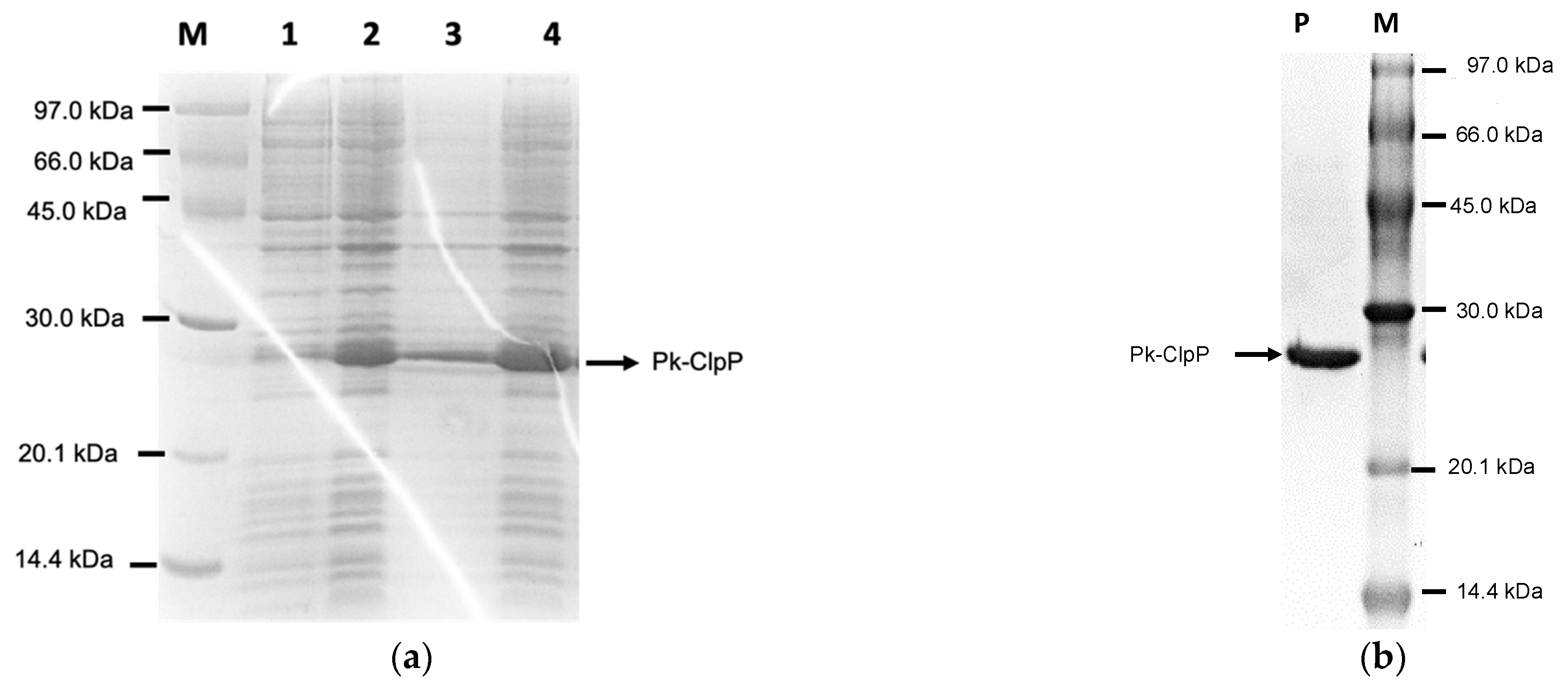 Molecules 27 03787 g003