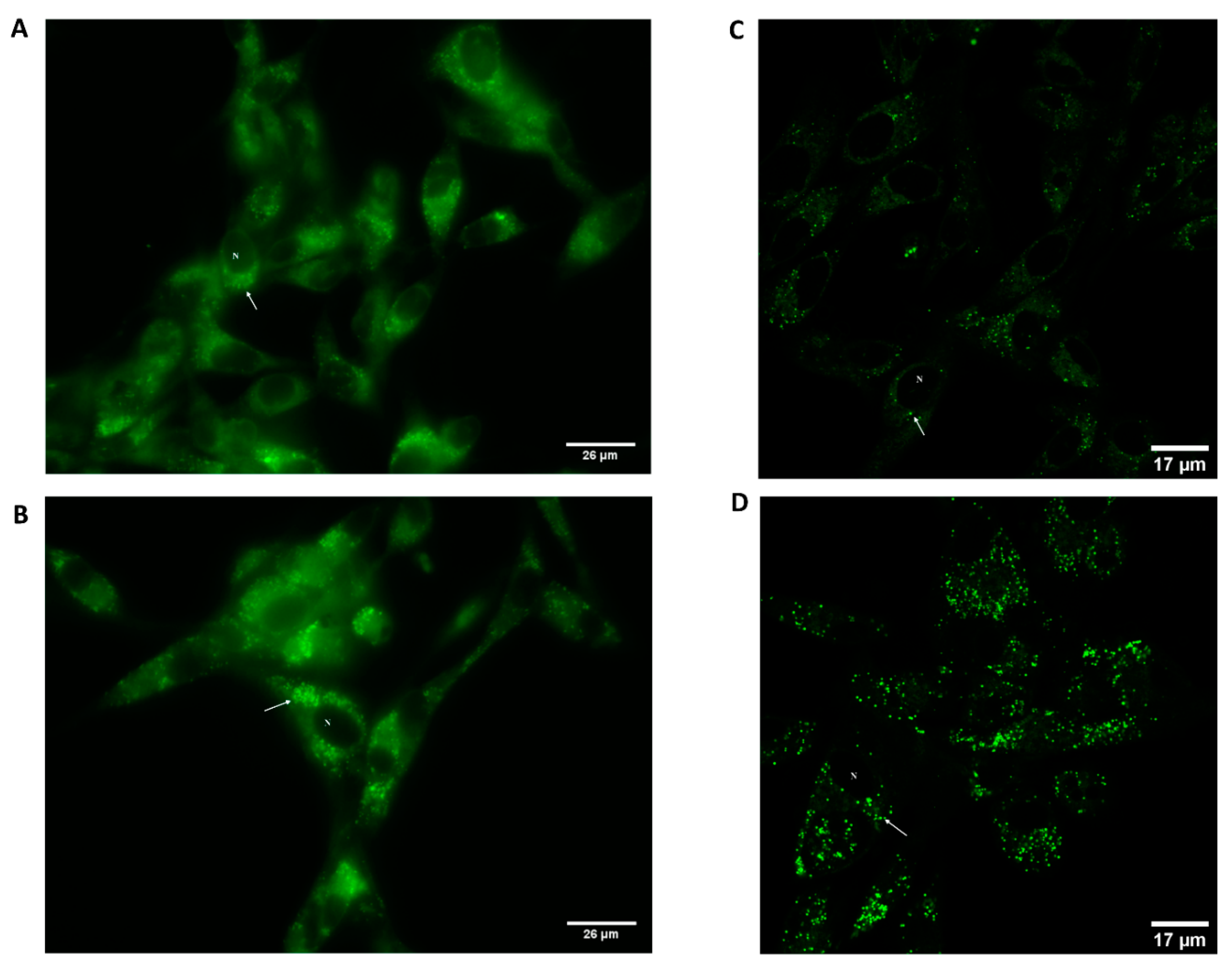 Molecules 27 03813 g005