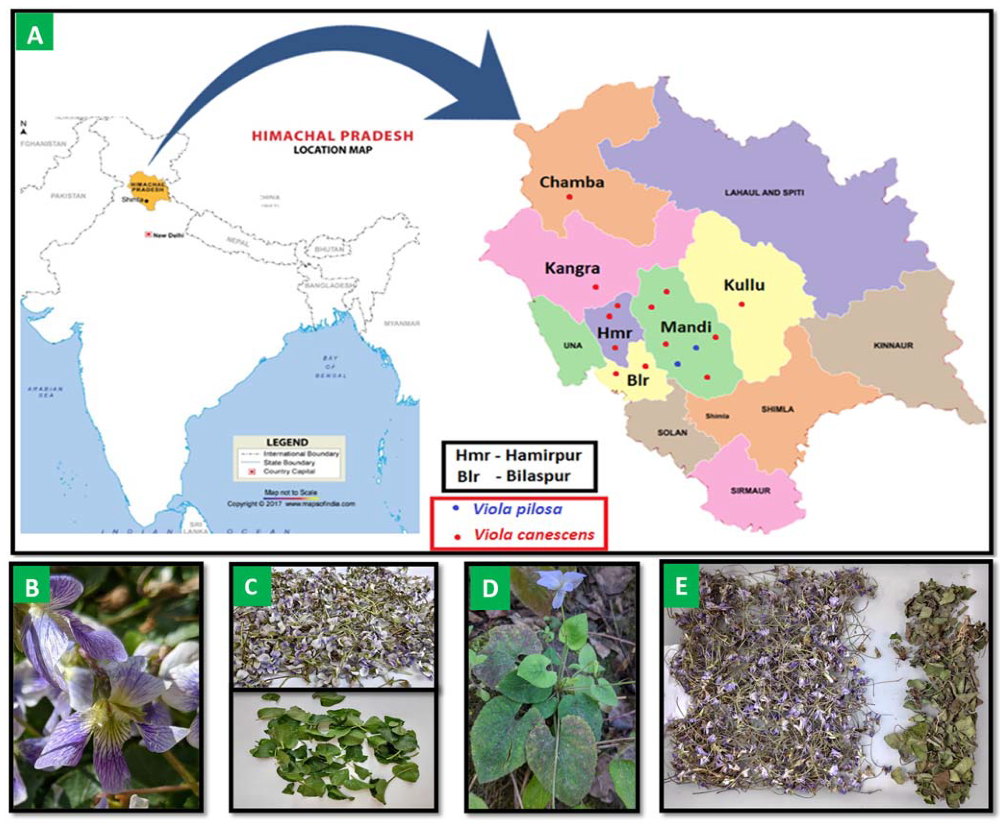Molecules 27 03867 g001