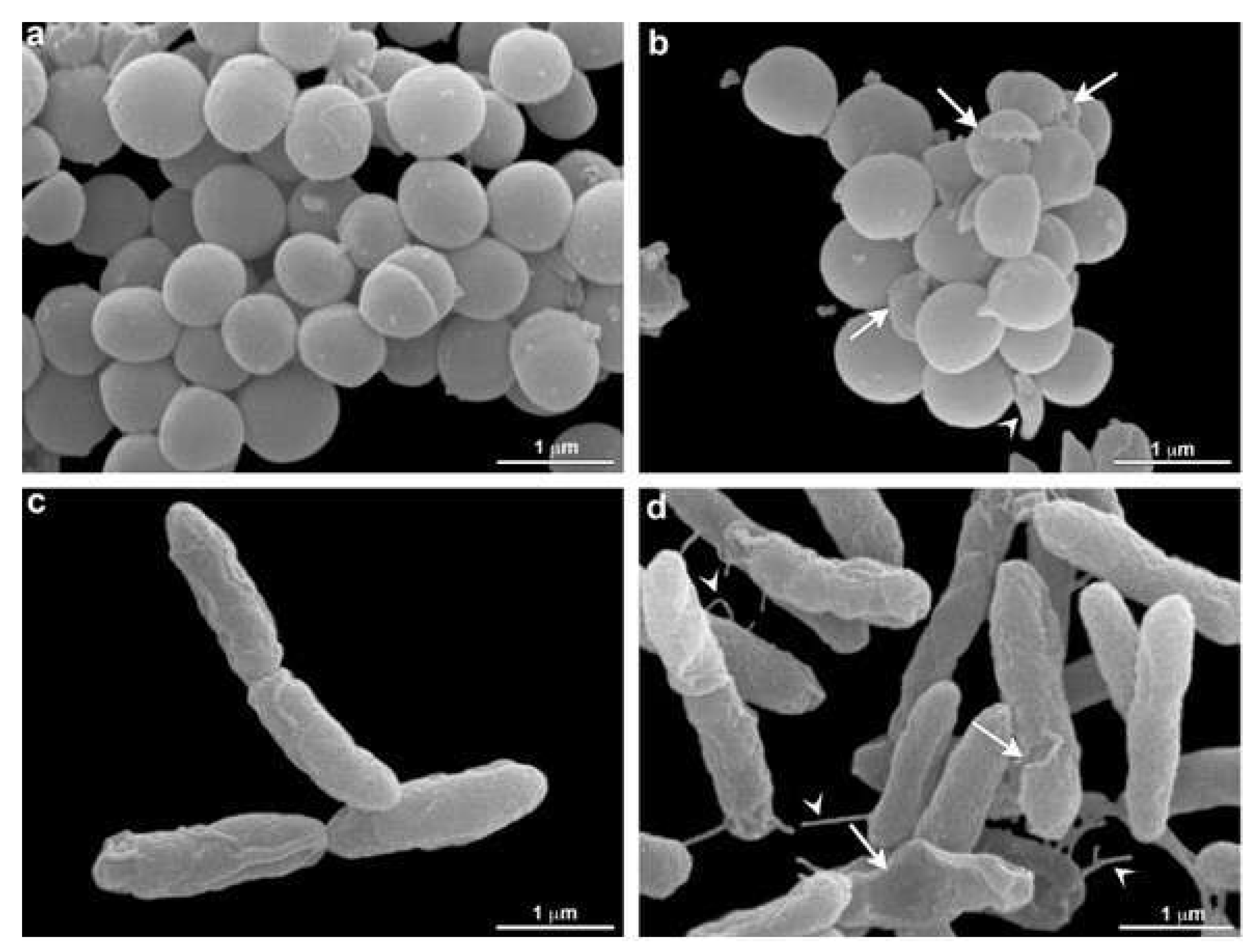 Molecules 27 03998 g005