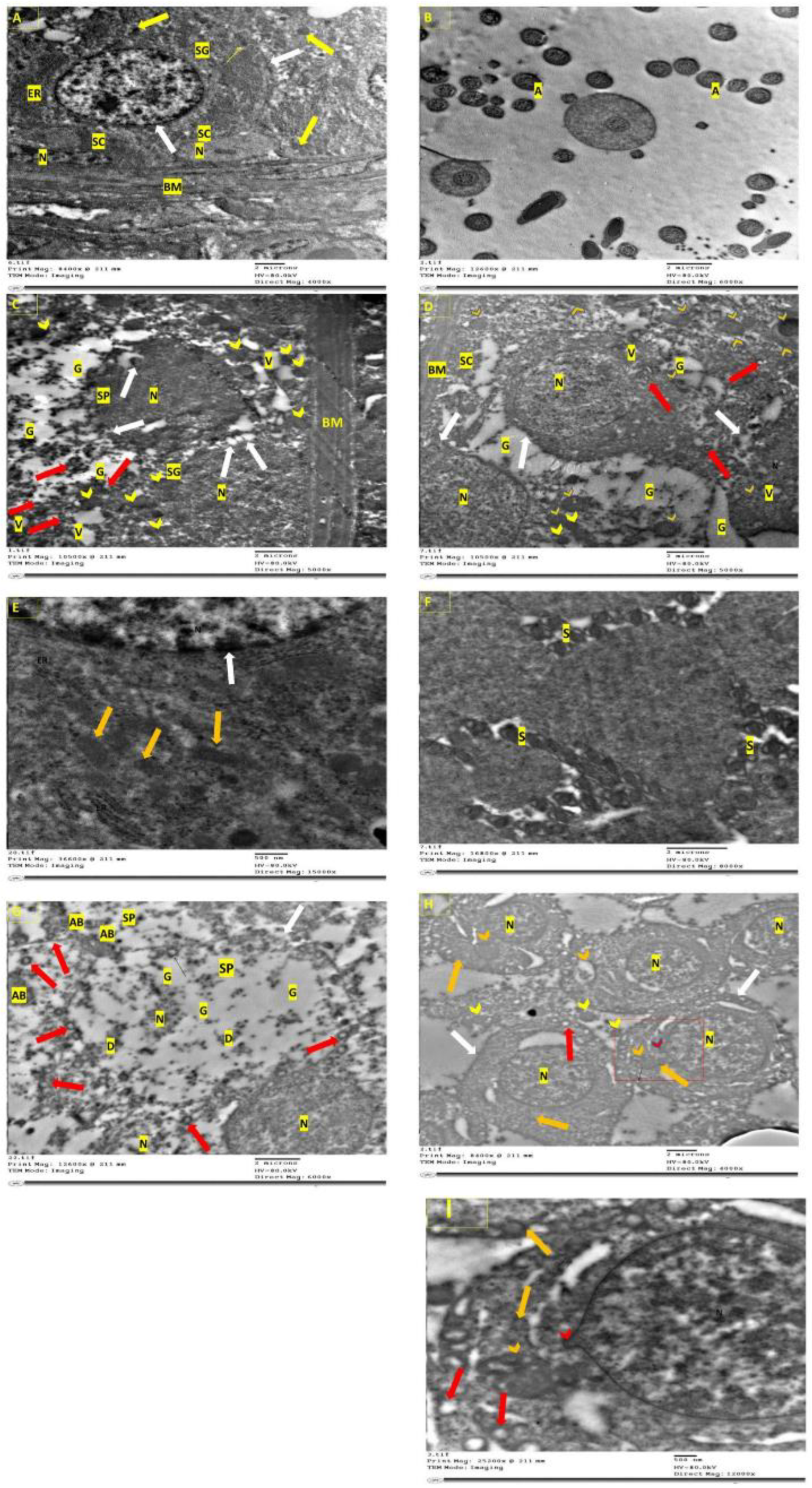 Molecules 27 04069 g005