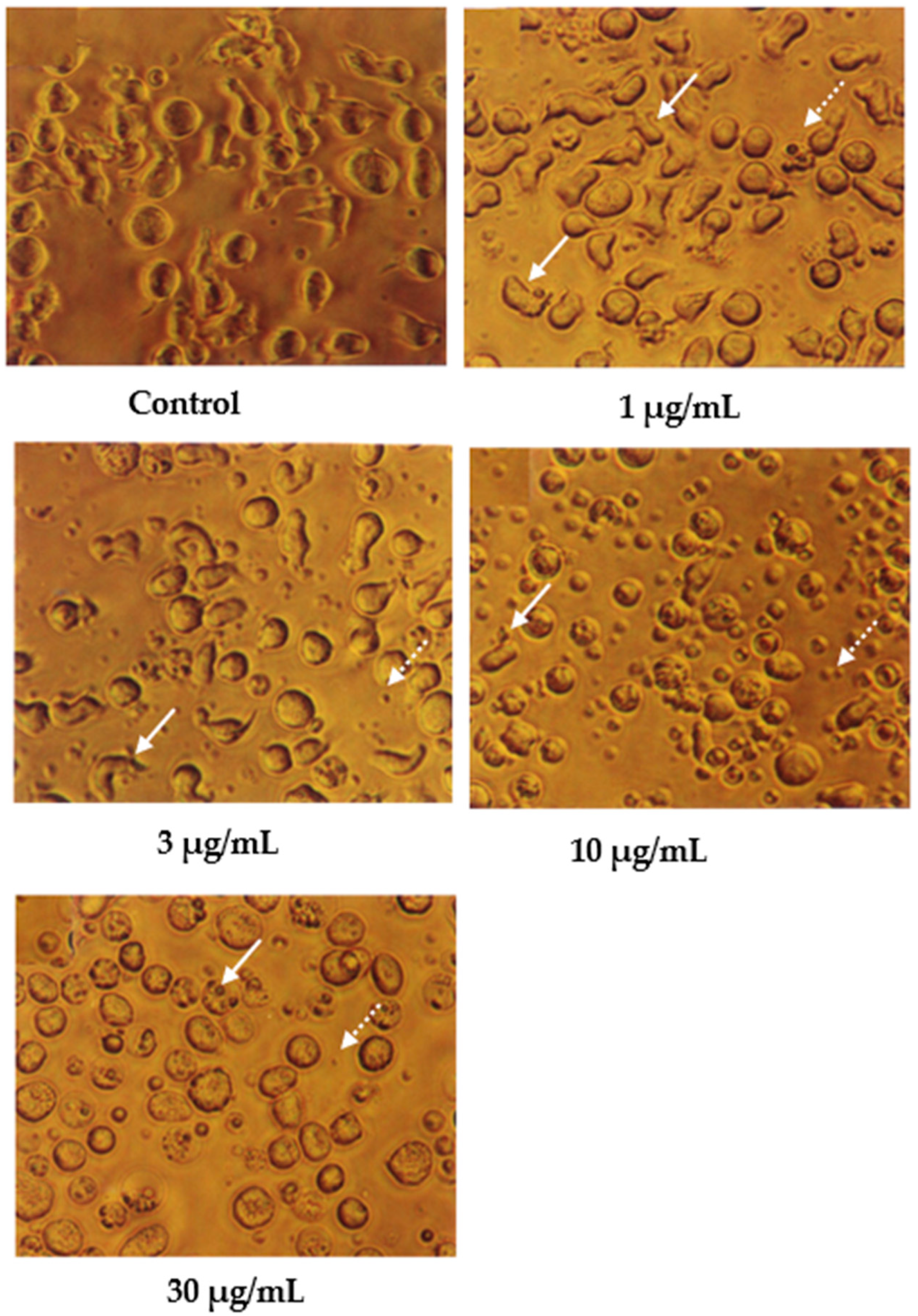 Molecules 27 04136 g002