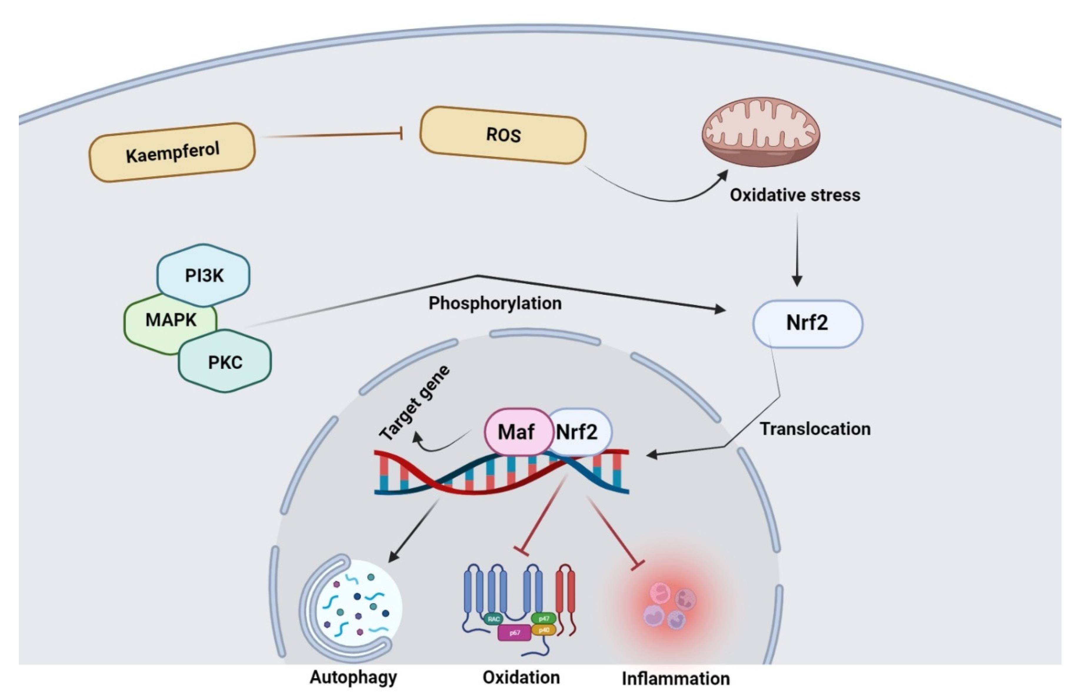 Molecules 27 04145 g004