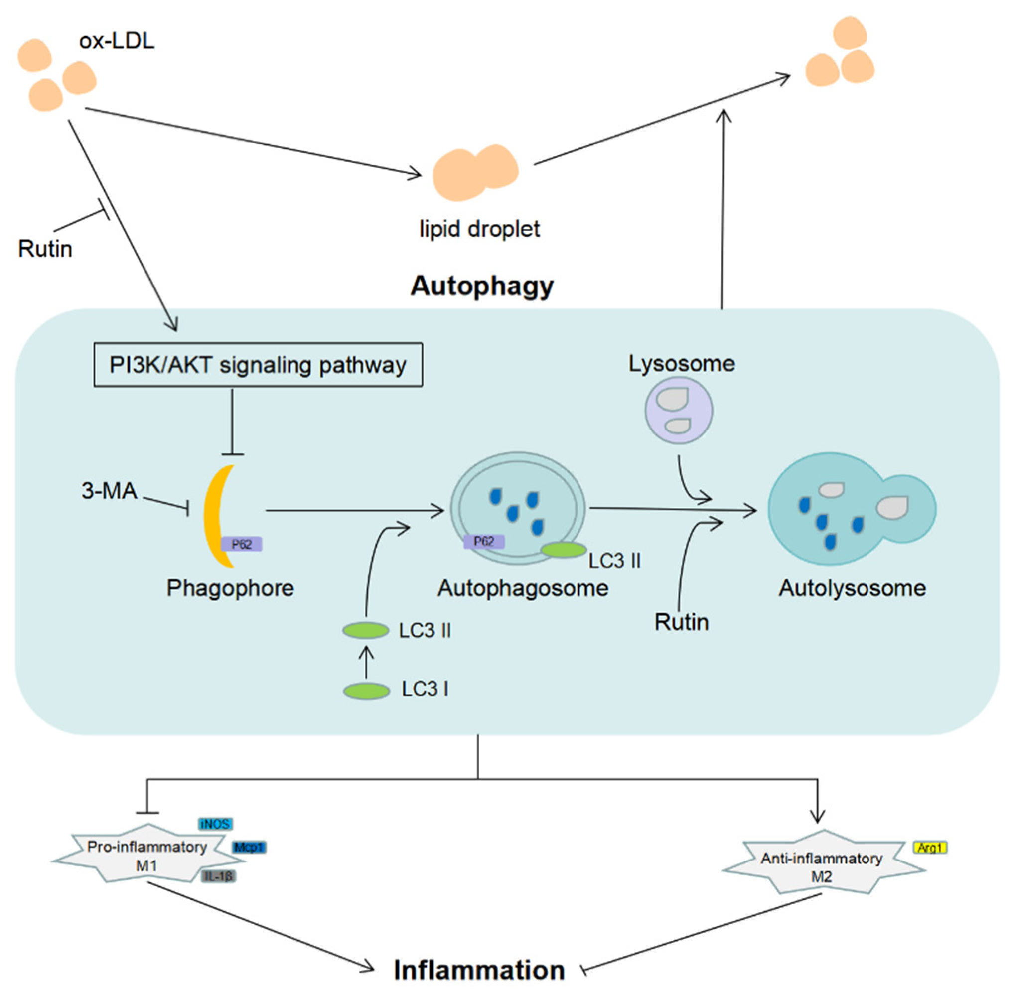 Molecules 27 04201 g006