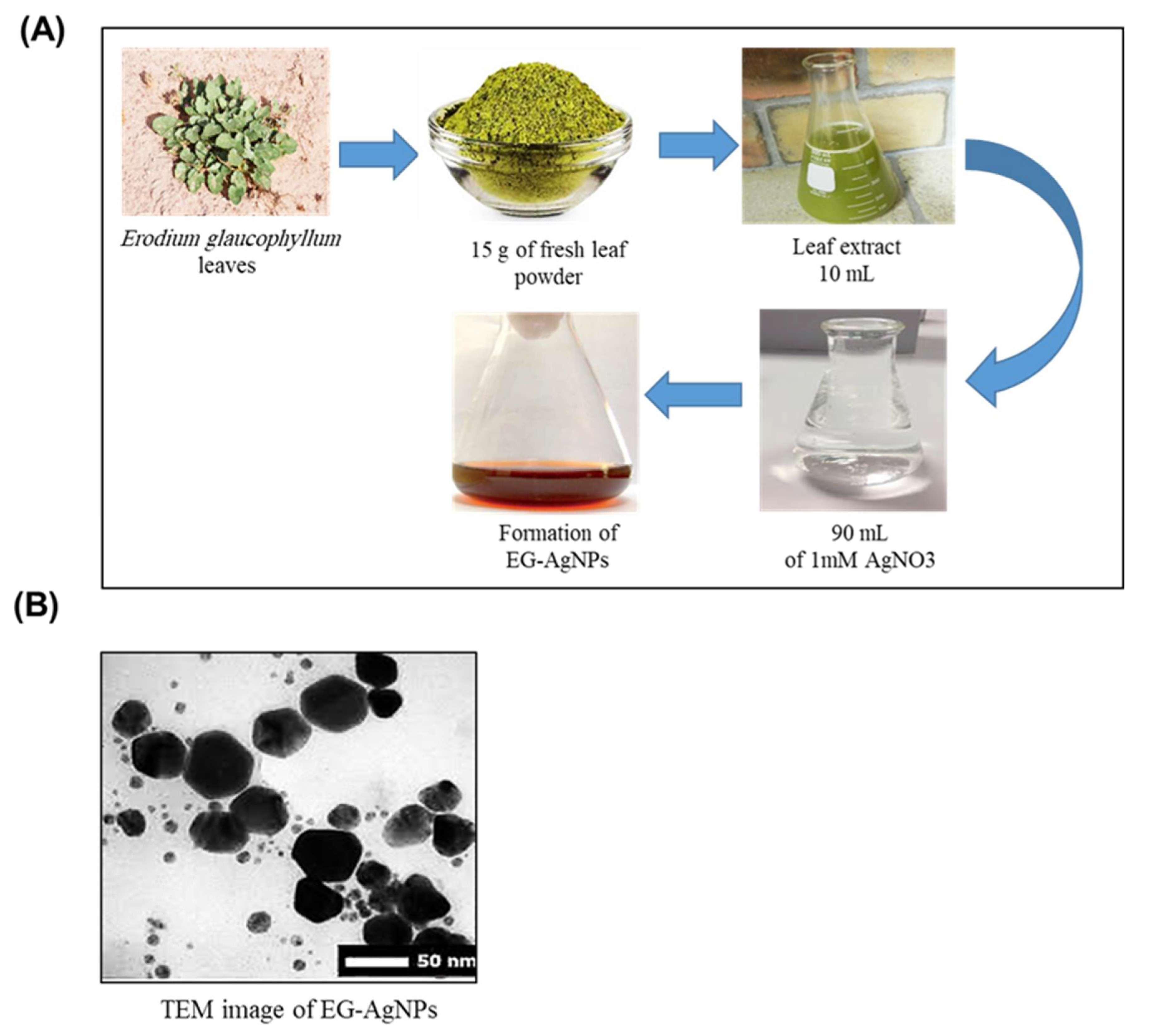 Molecules 27 04221 g001