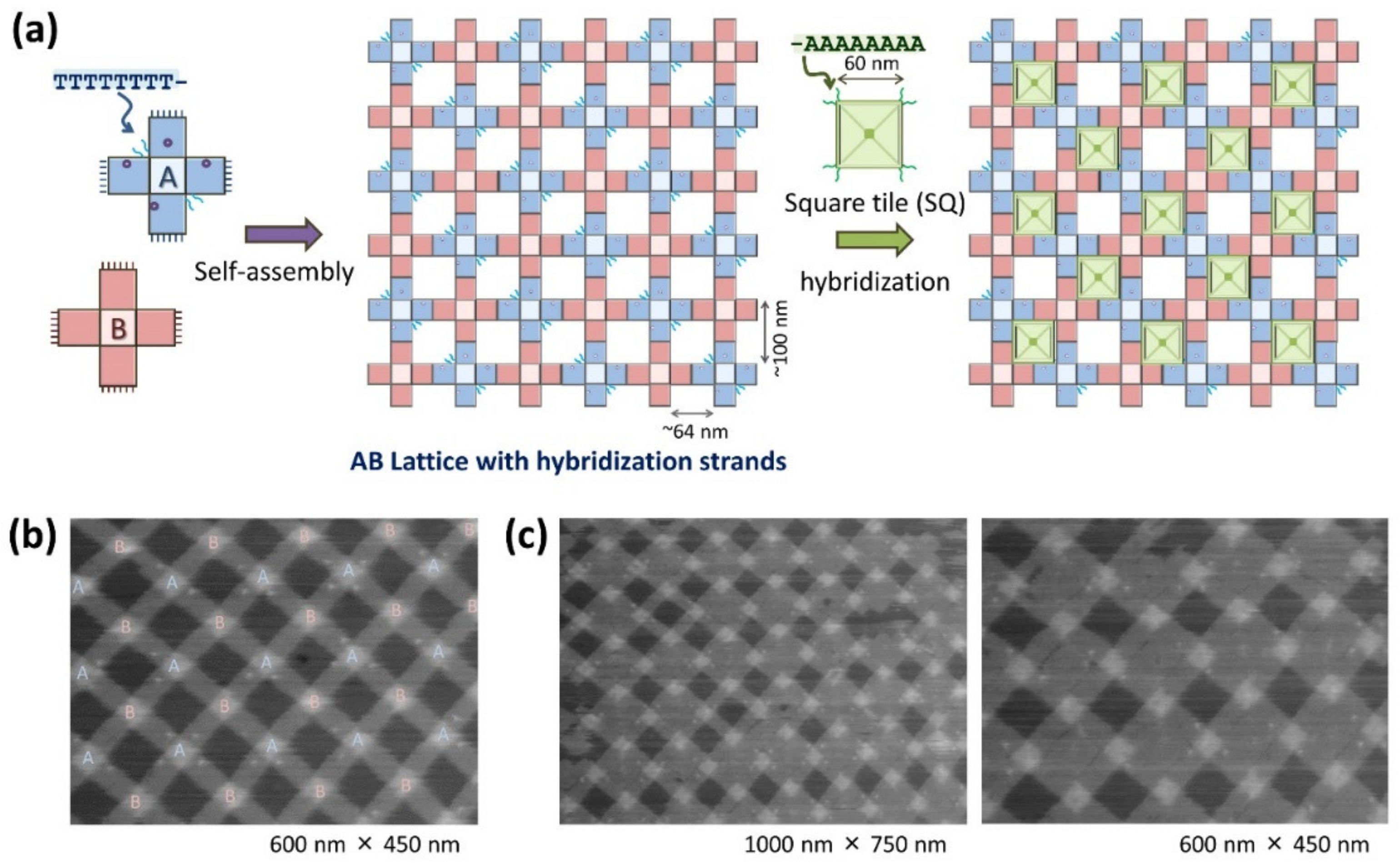 Molecules 27 04224 g005