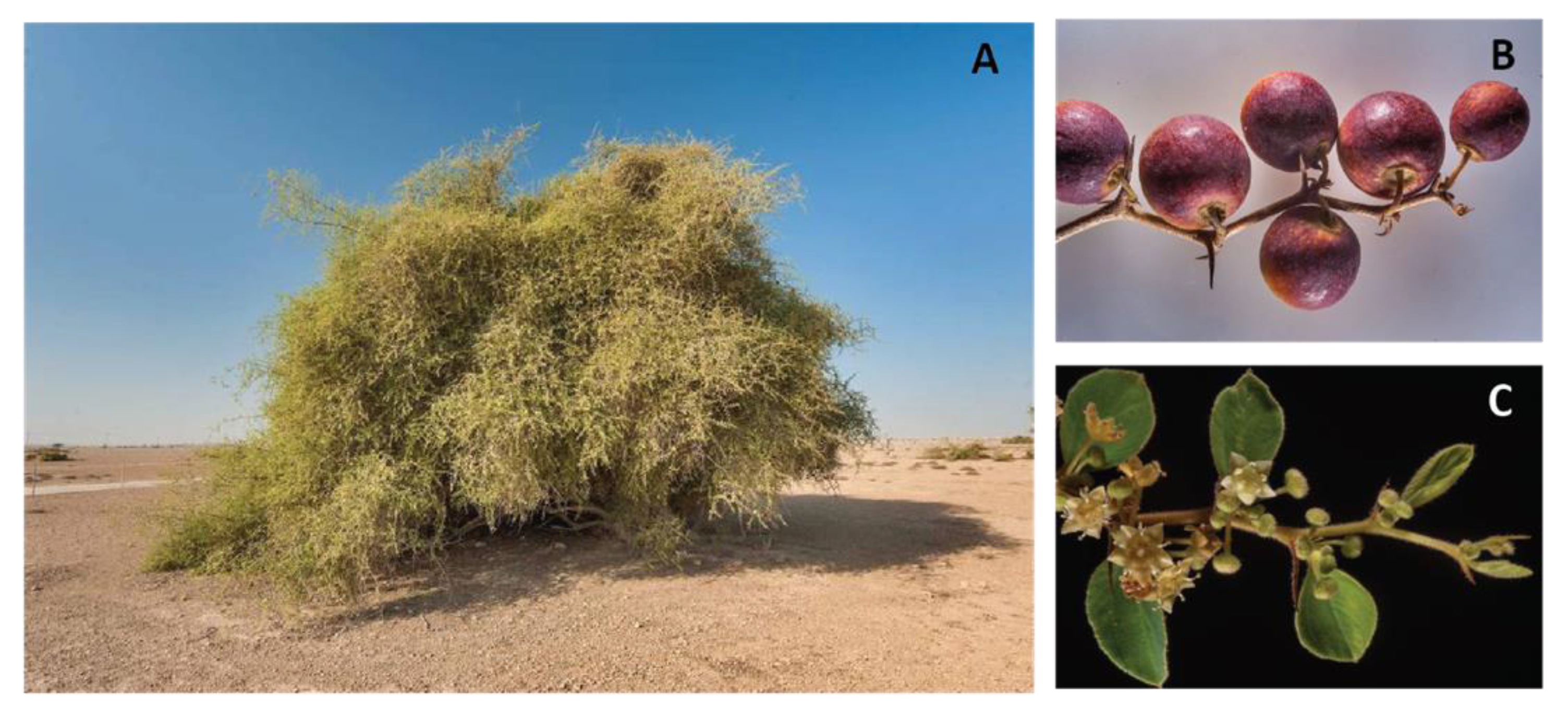Molecules 27 04240 g001