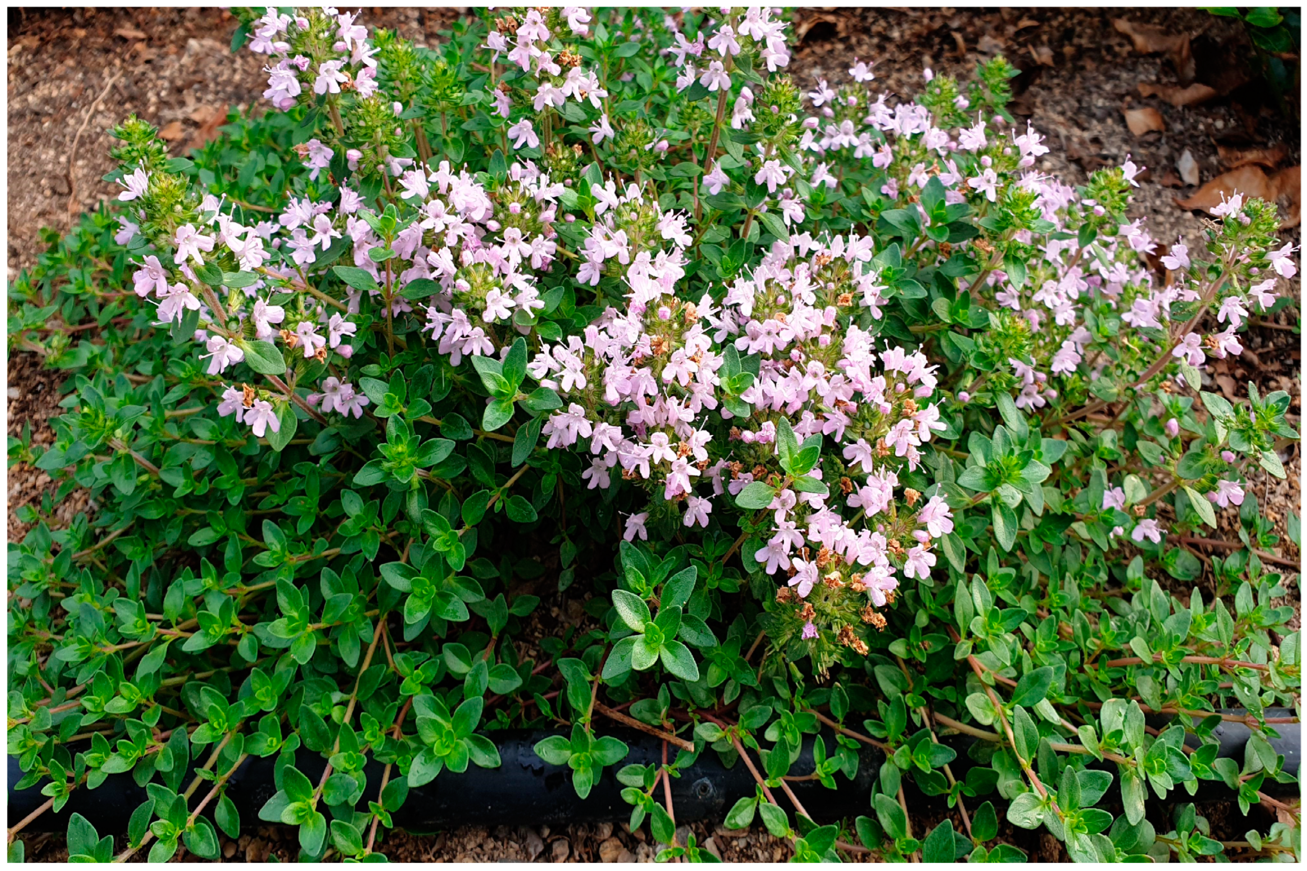 Molecules 27 04251 g001