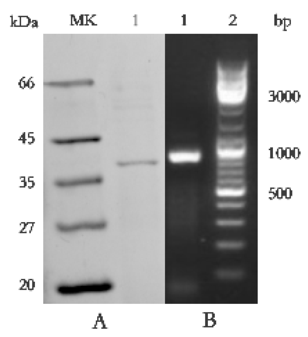 Molecules 27 04259 g004