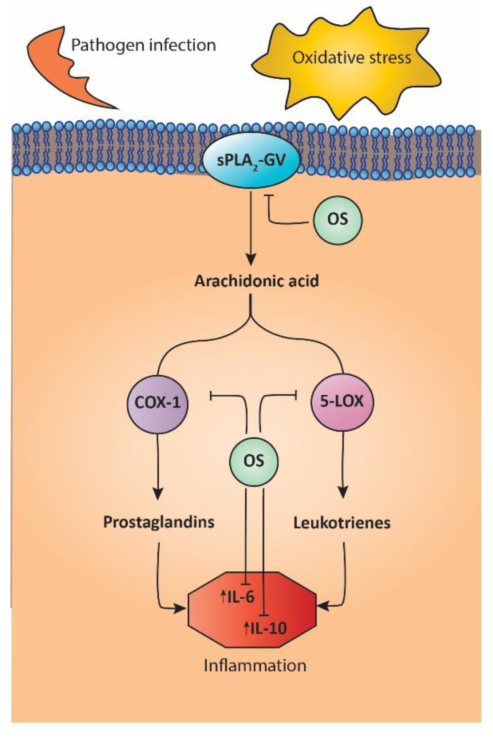 Molecules 27 04272 g004 Molecules 27 04272 g004