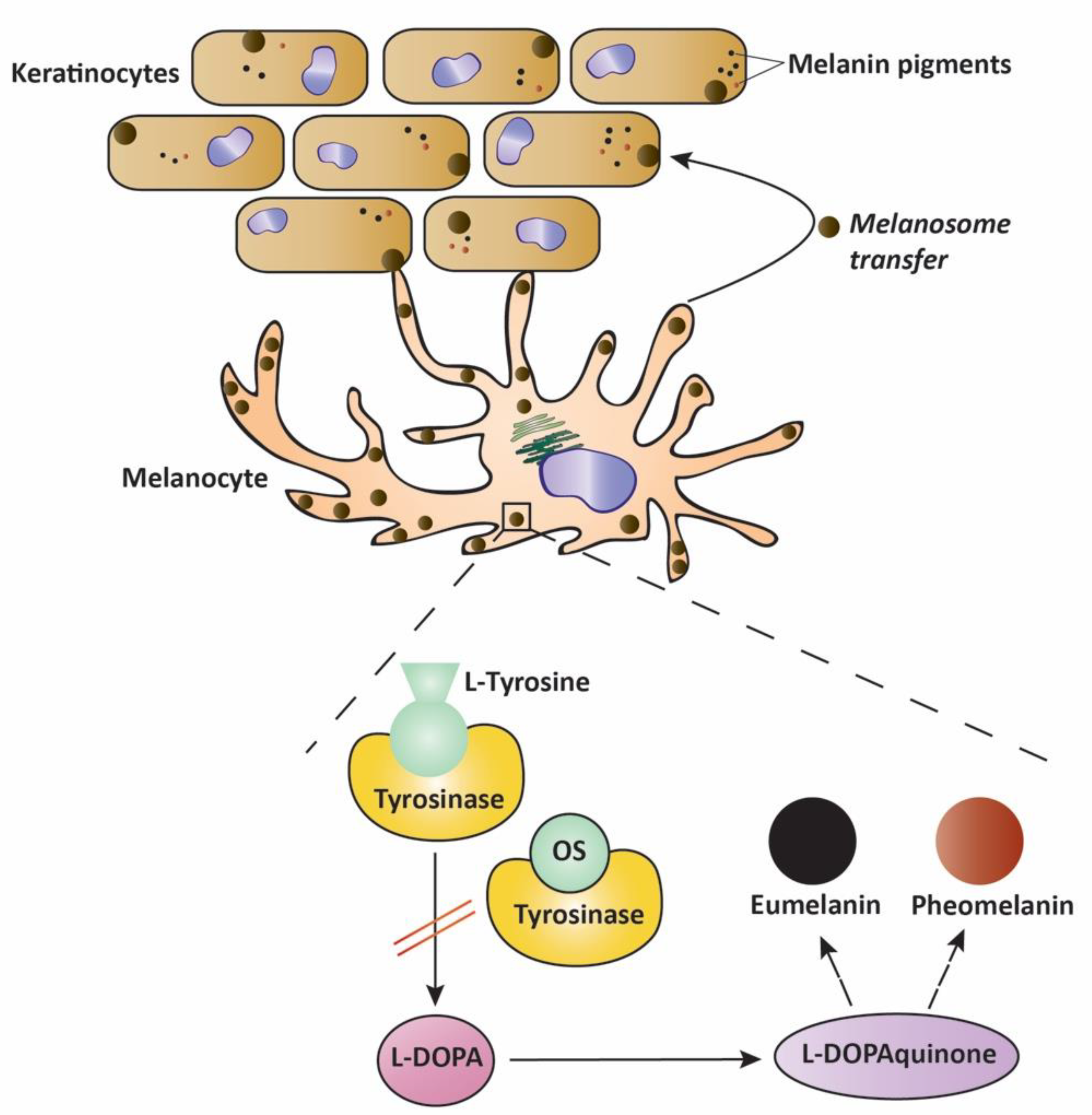 Molecules 27 04272 g006 Molecules 27 04272 g006