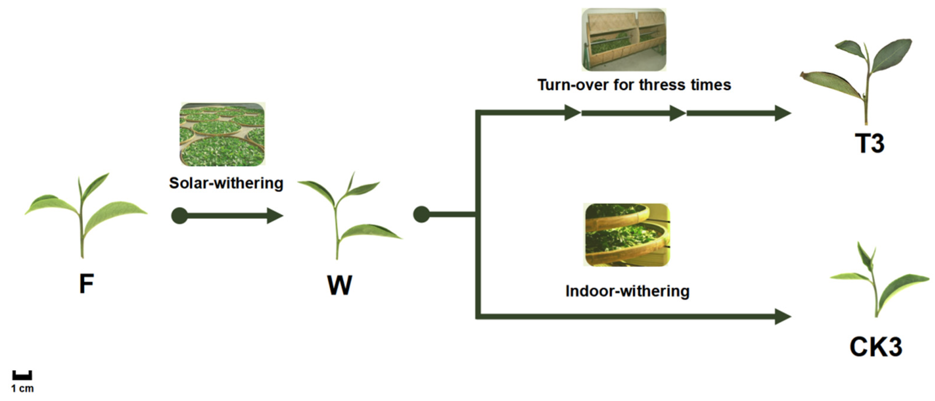 Molecules 27 04298 g012