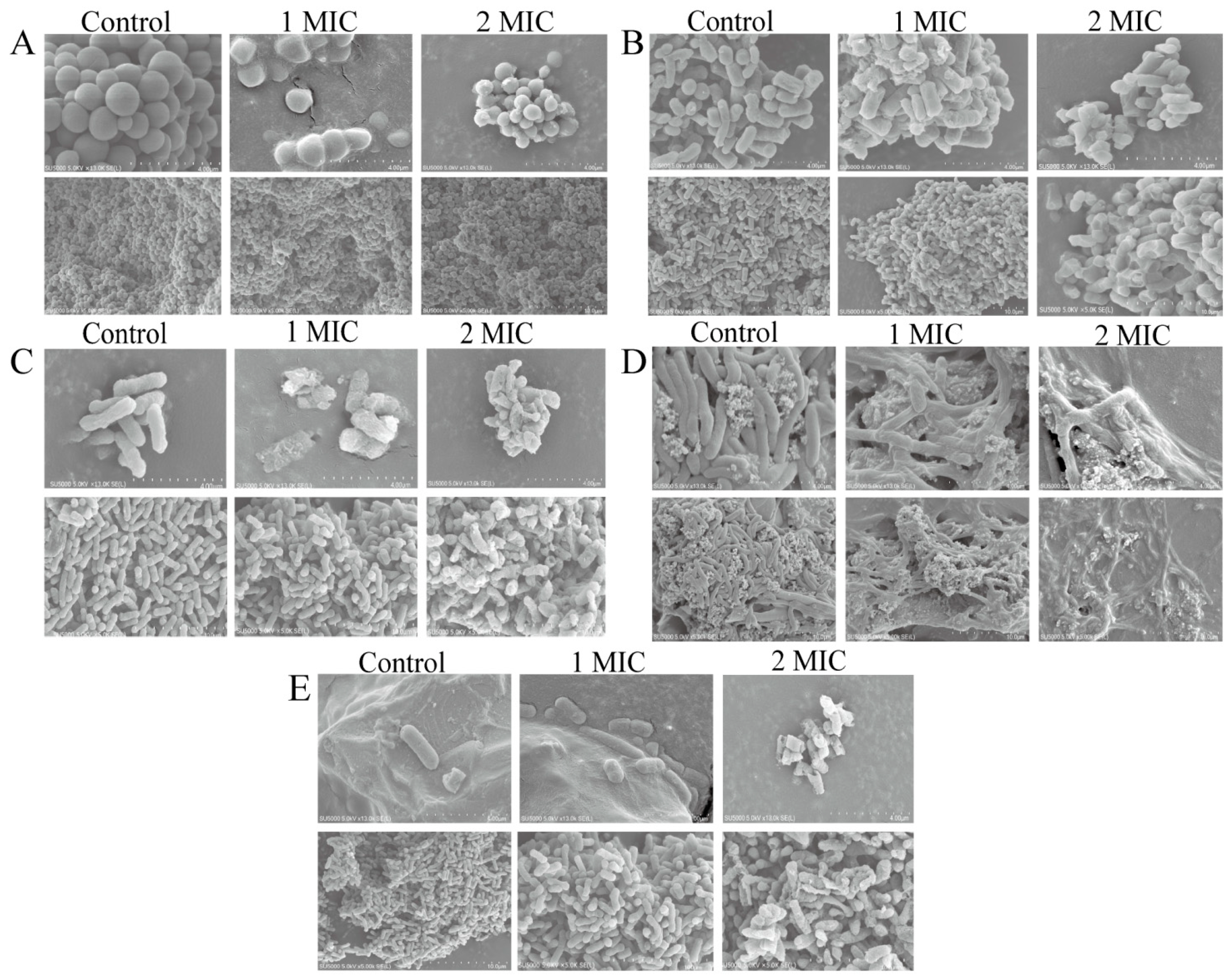 Molecules 27 04308 g004