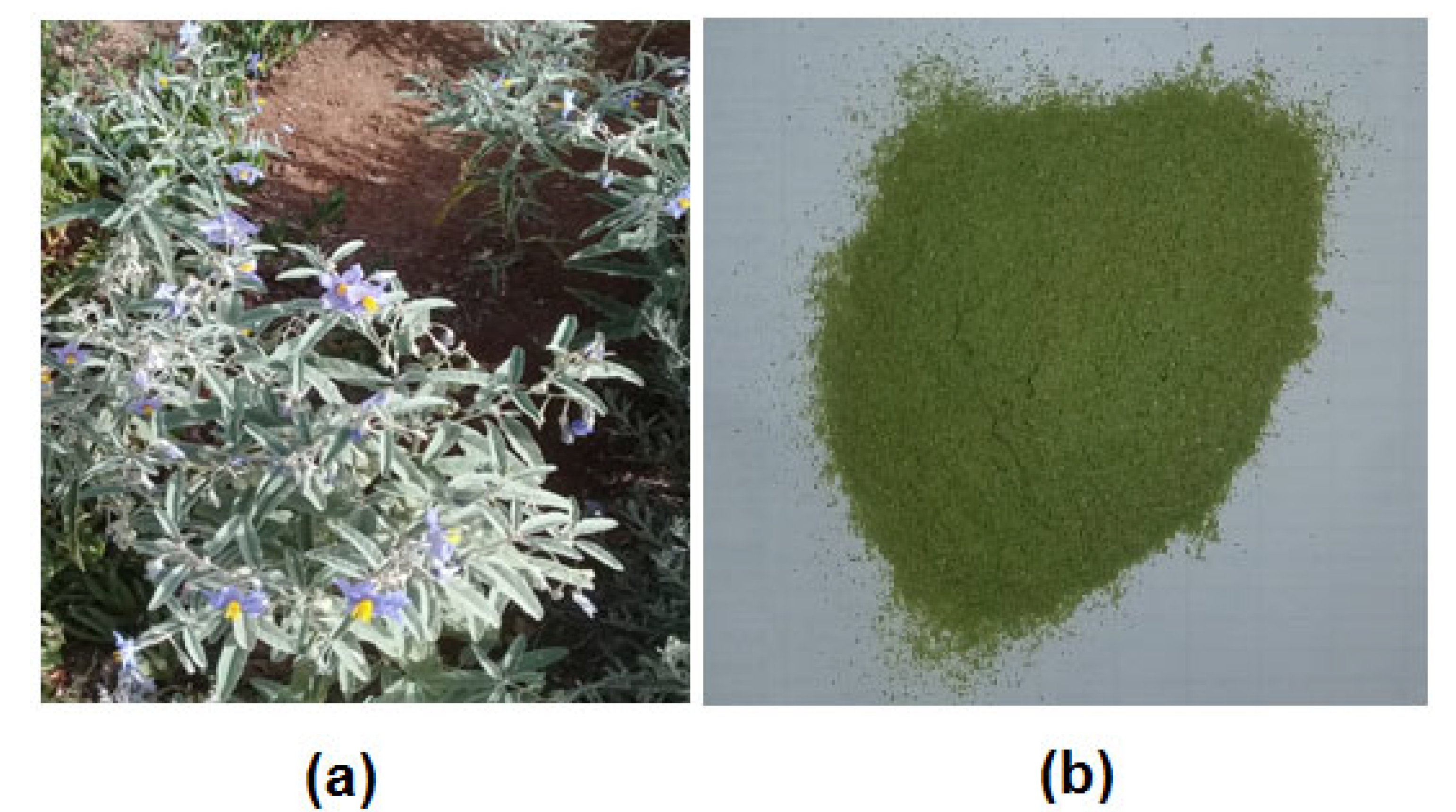 Molecules 27 04322 g001