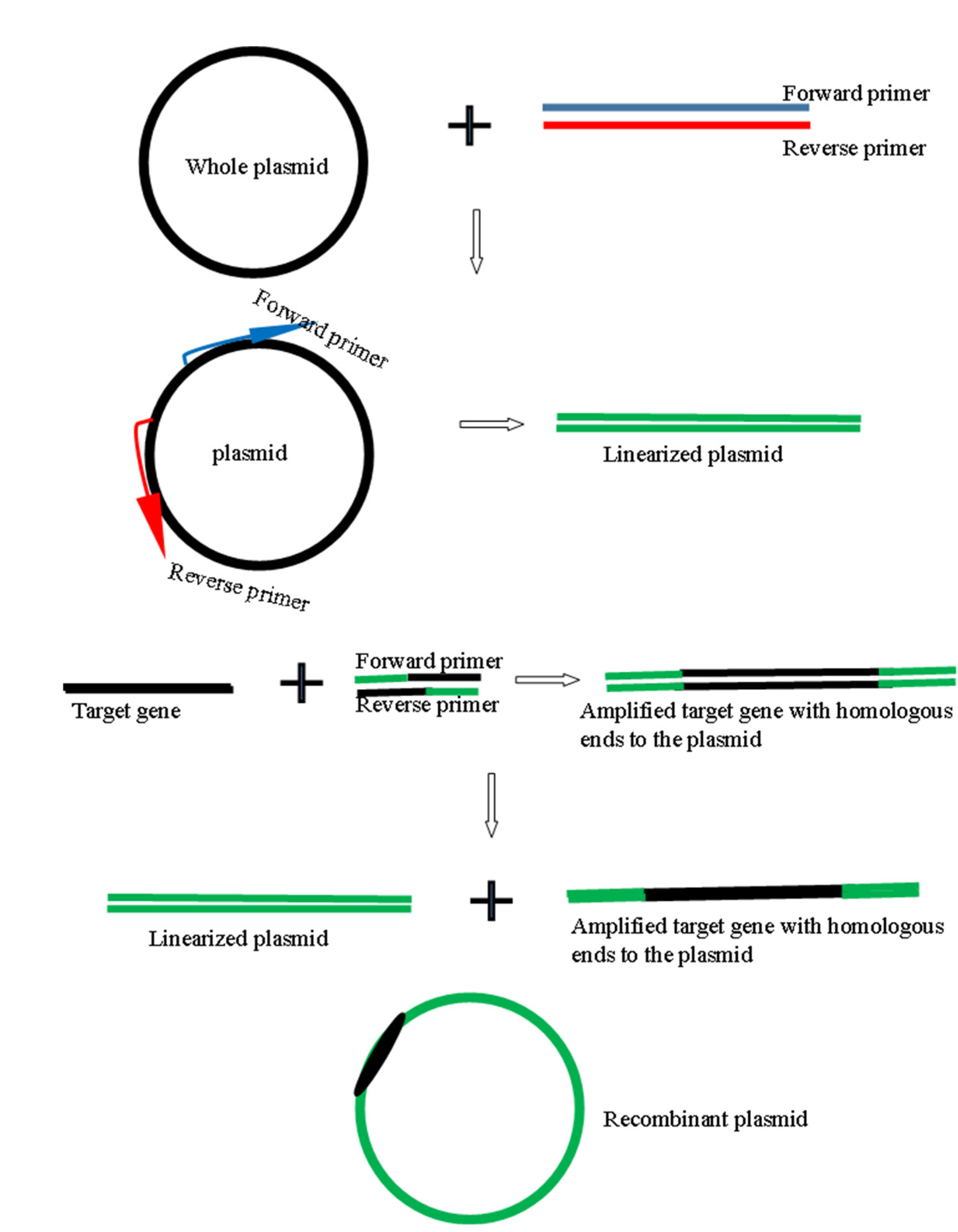 Molecules 27 04325 g015