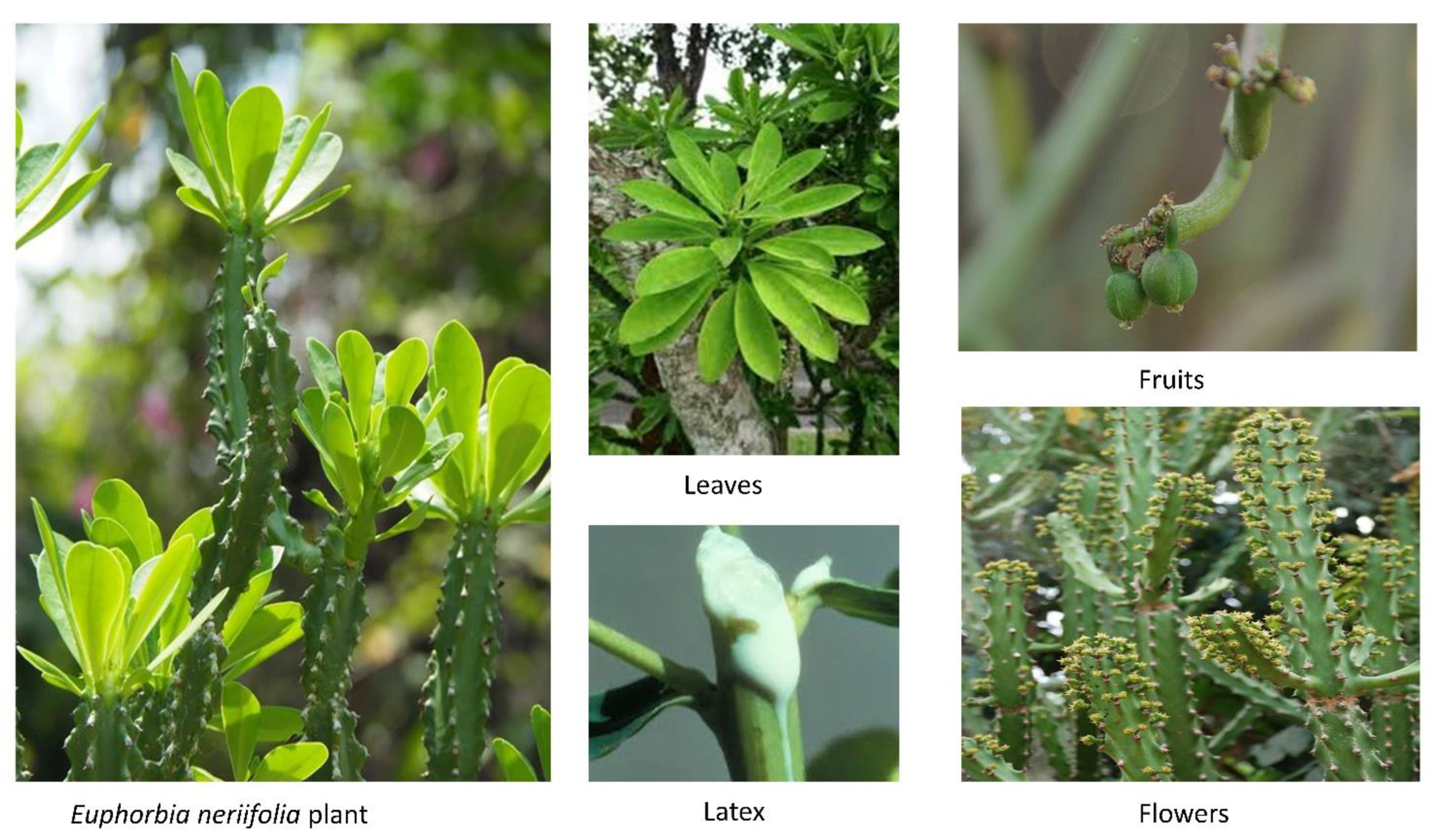 Molecules 27 04374 g001