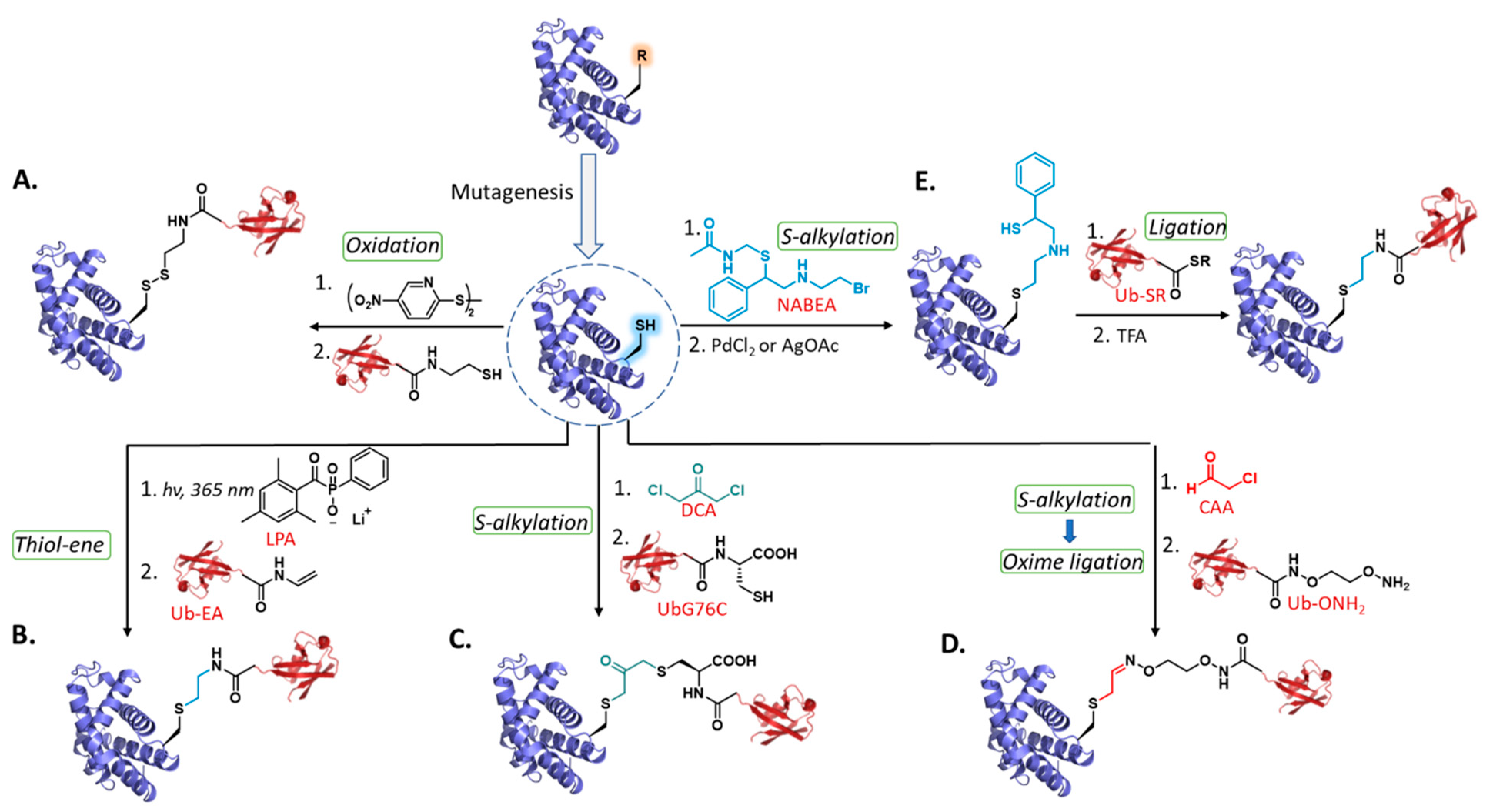 Molecules 27 04389 g003