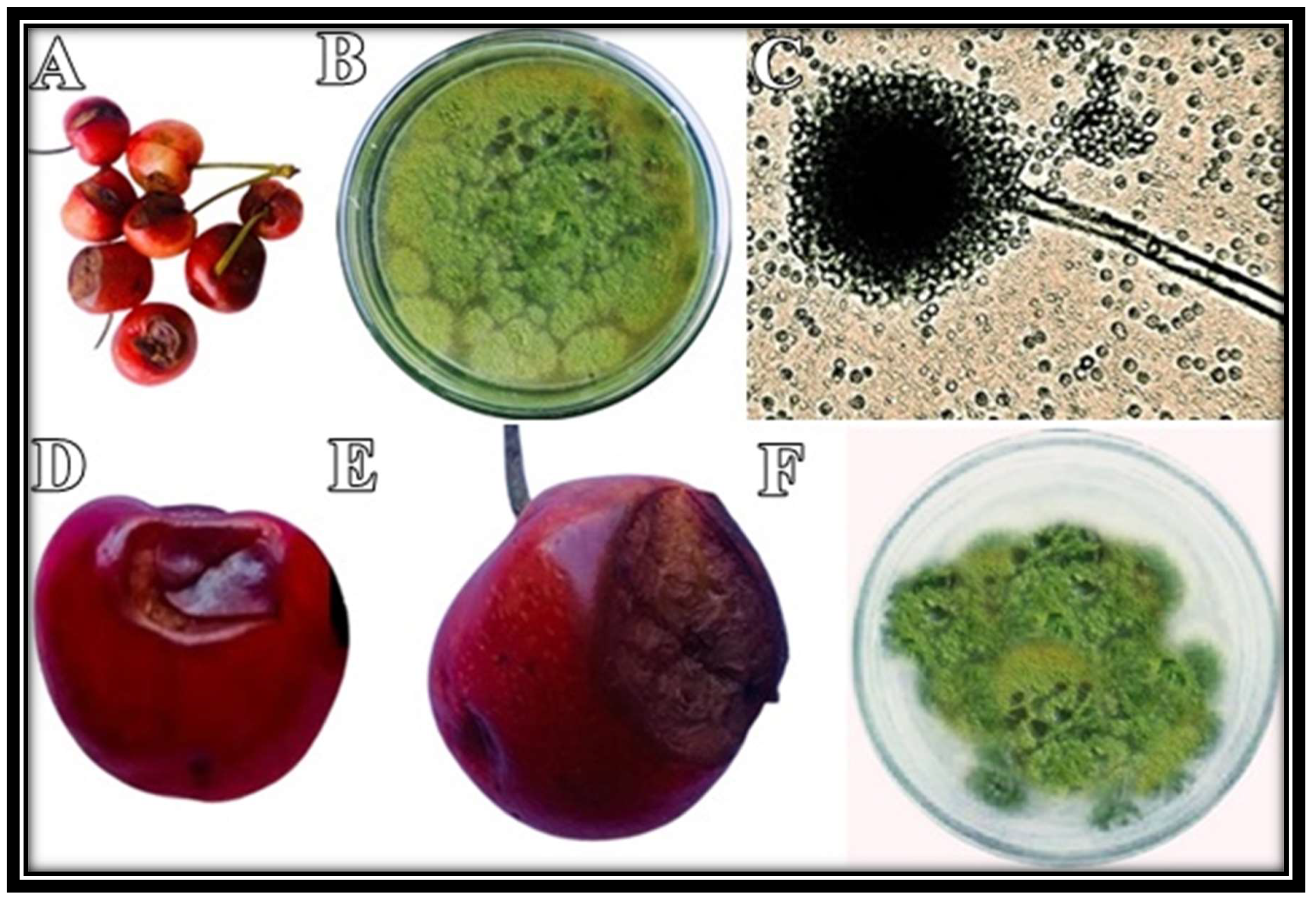 Molecules 27 04461 g001