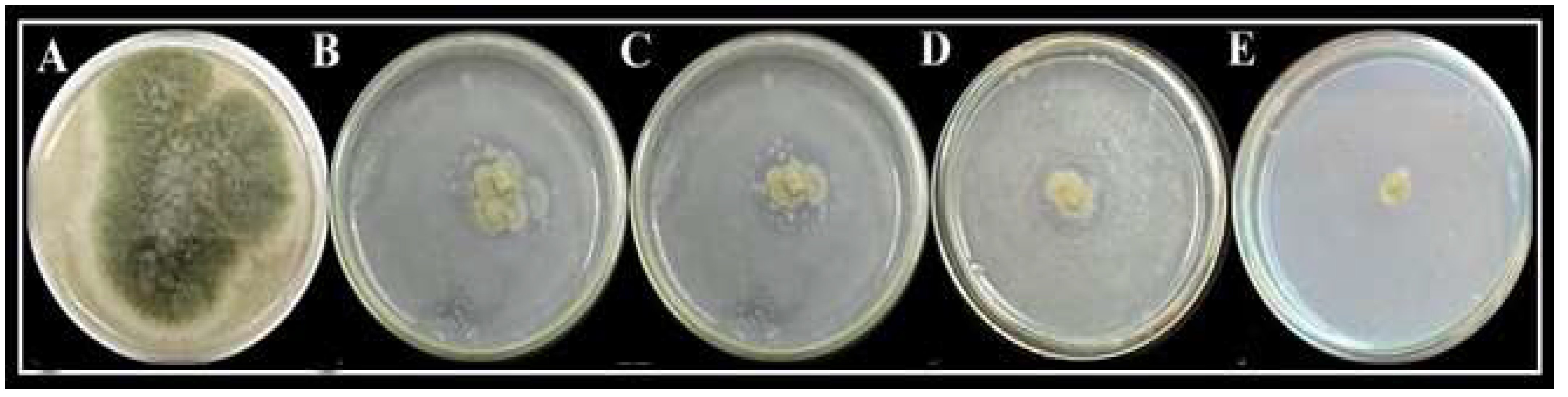 Molecules 27 04461 g006