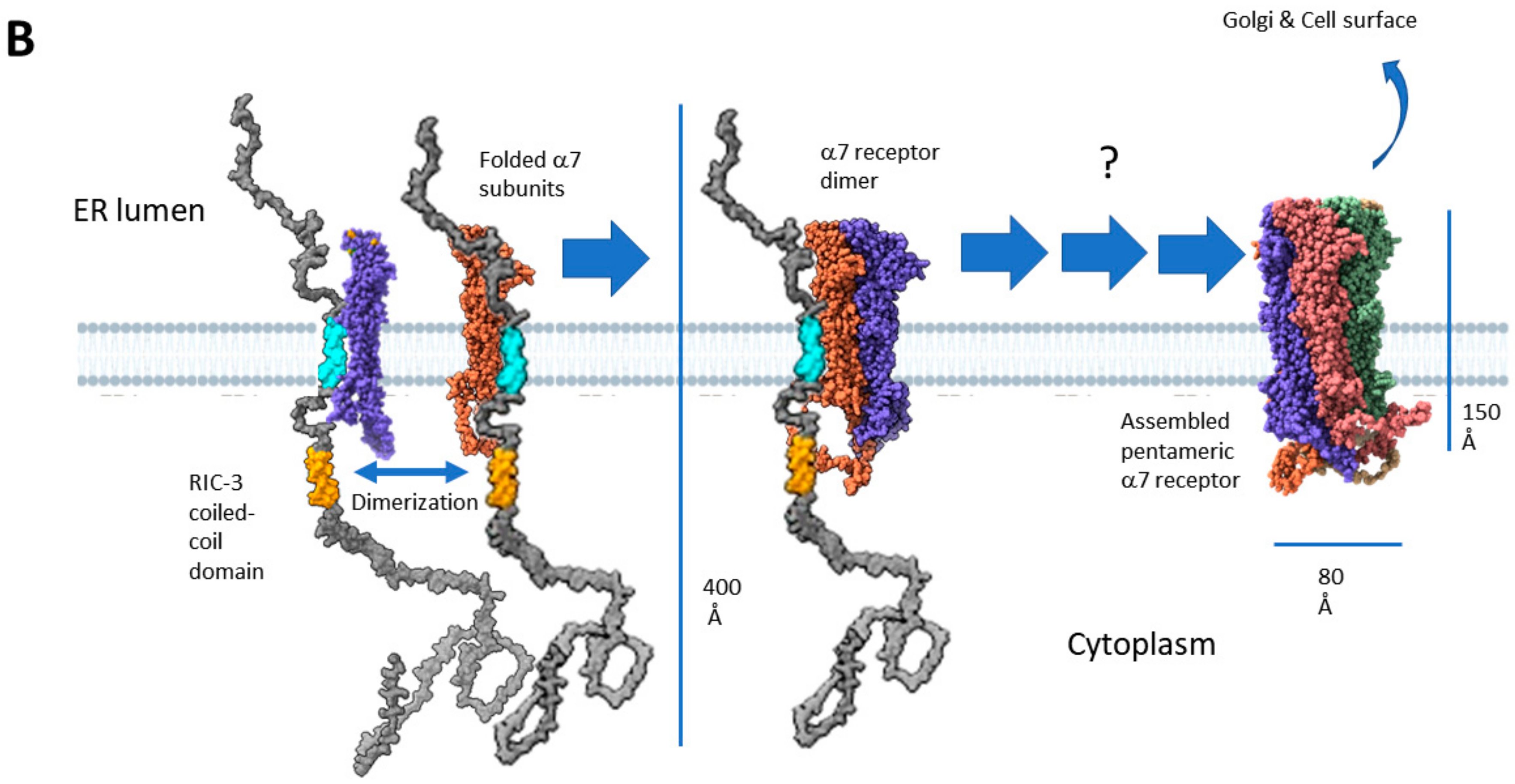 Molecules 27 04527 g006b Molecules 27 04527 g006b