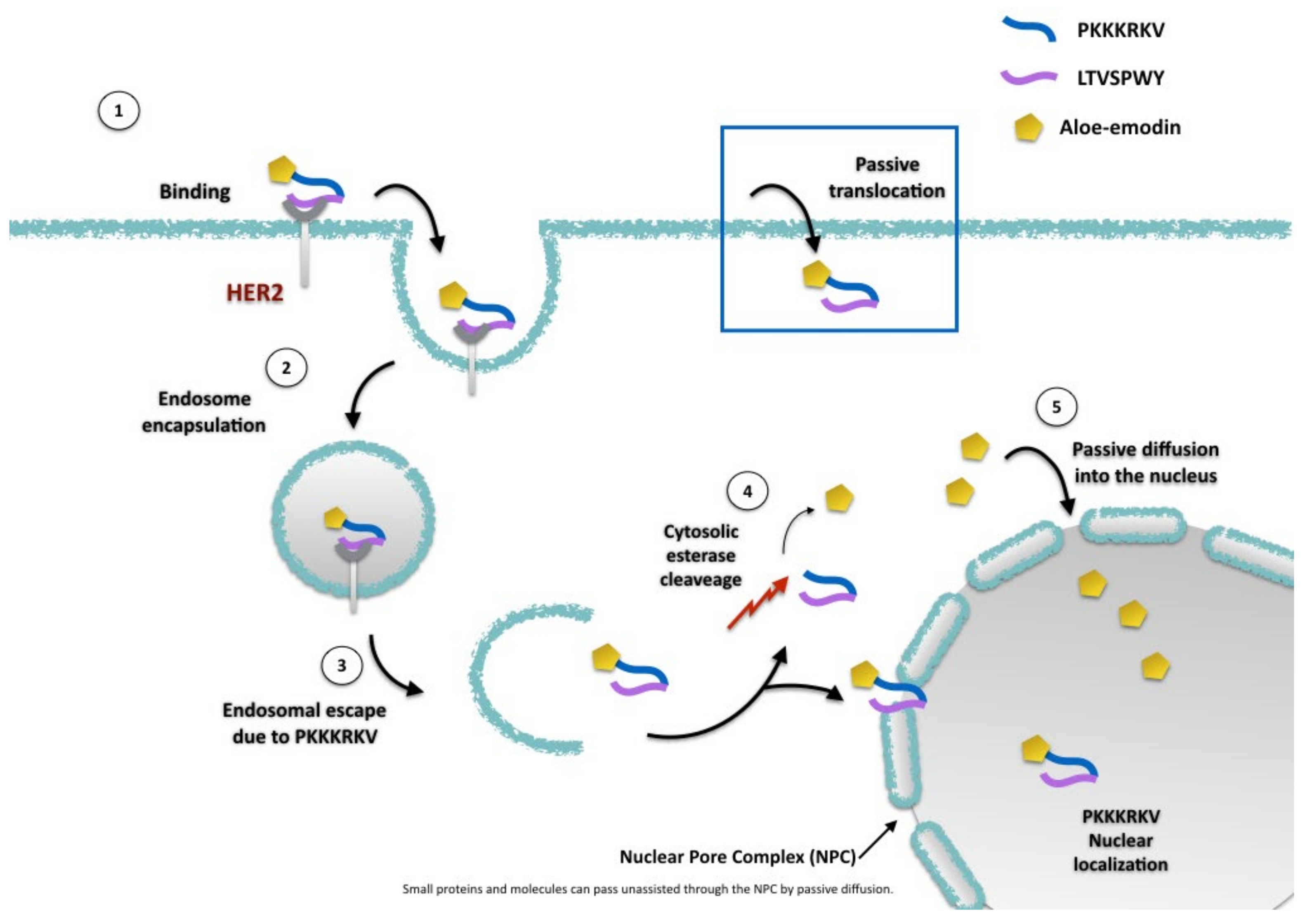 Molecules 27 04615 g007 Molecules 27 04615 g007