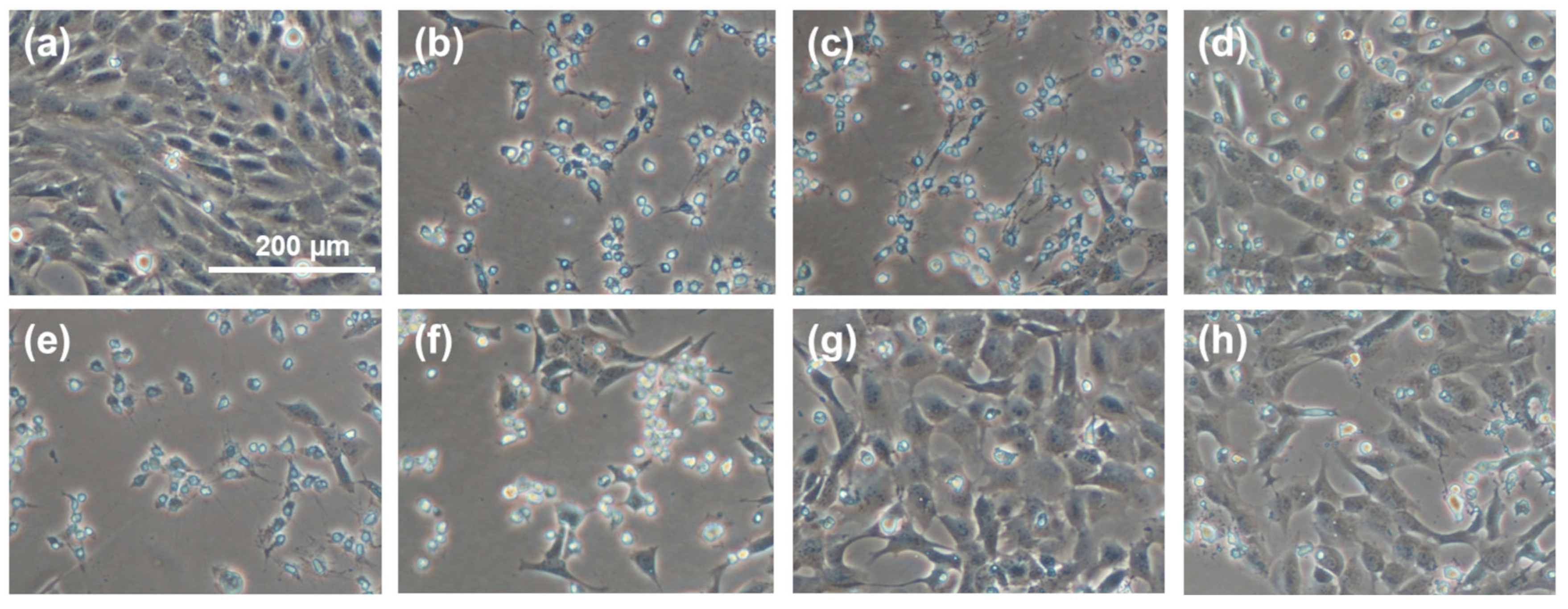 Molecules 27 04635 g006