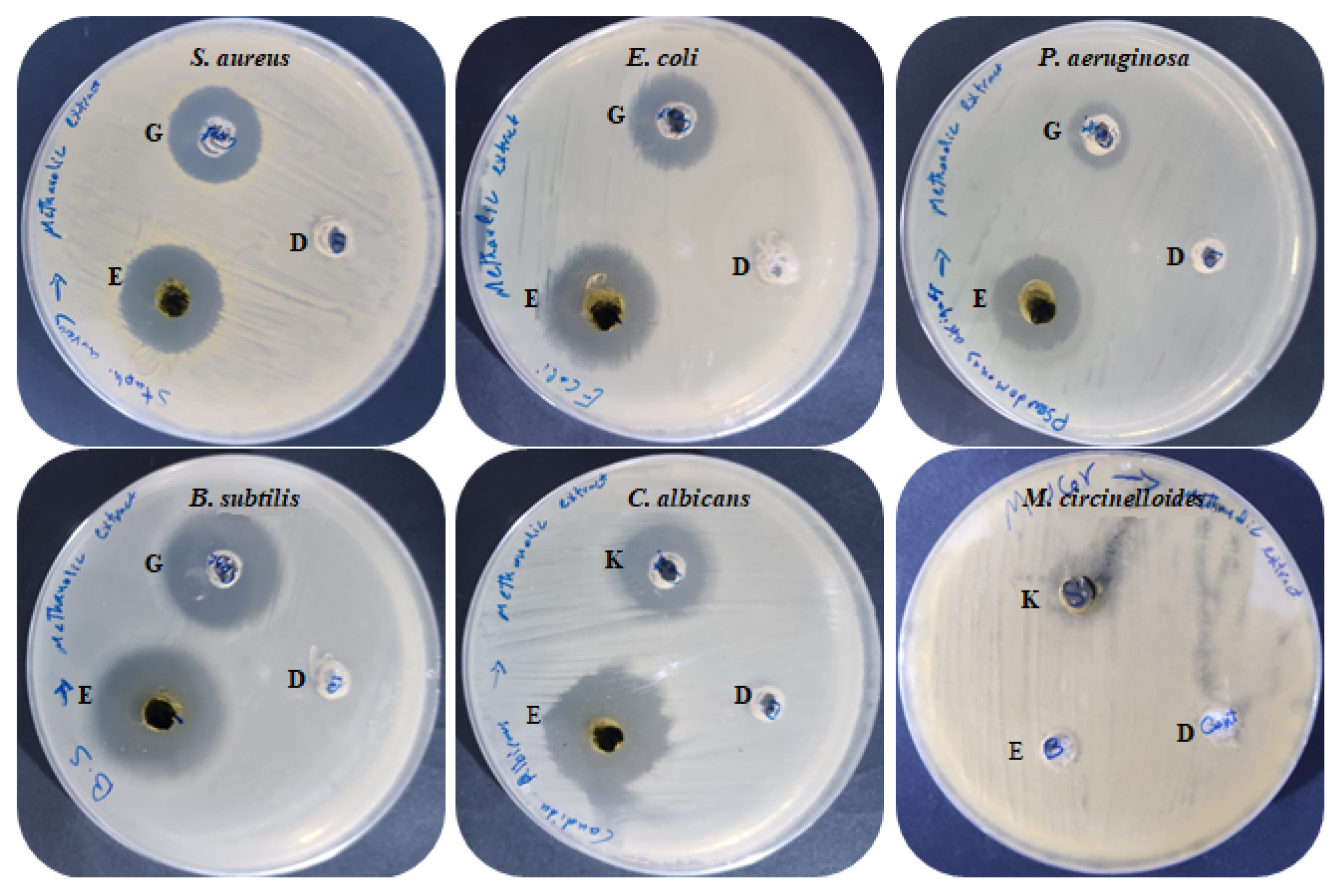 Molecules 27 04824 g005